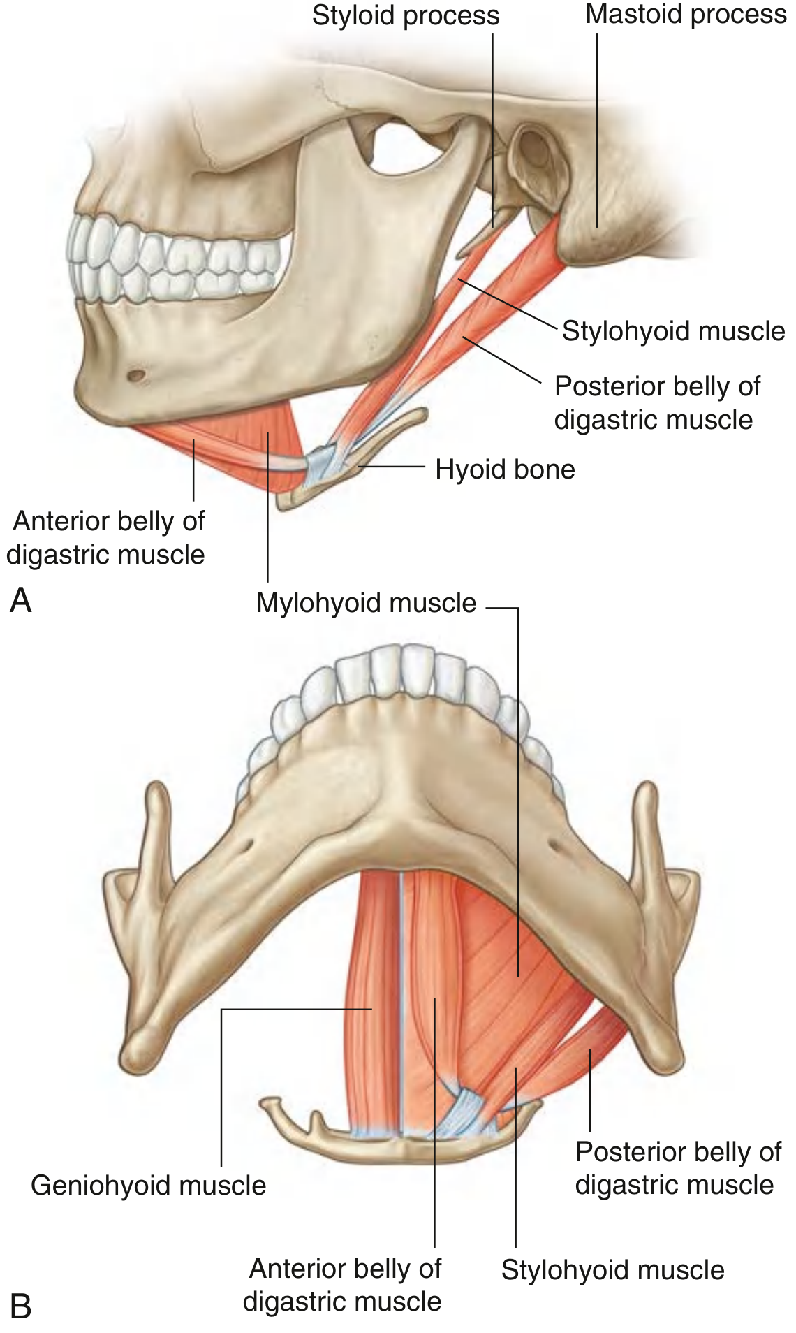 Suprahyoid muscles - lateral and inferior views