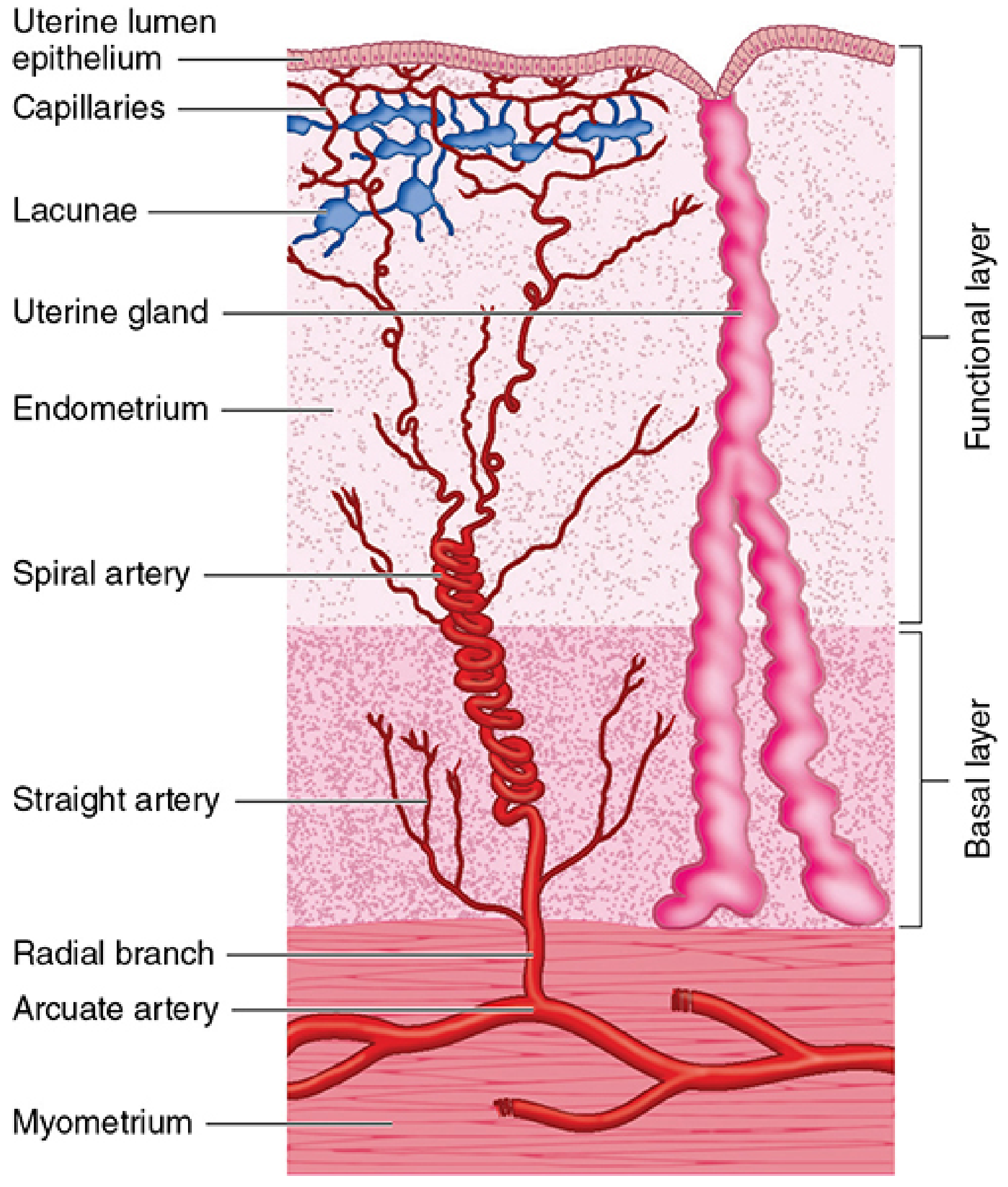 Arterial supply diagram showing functional and basal layers, spiral and straight arteries, uterine glands, and myometrium