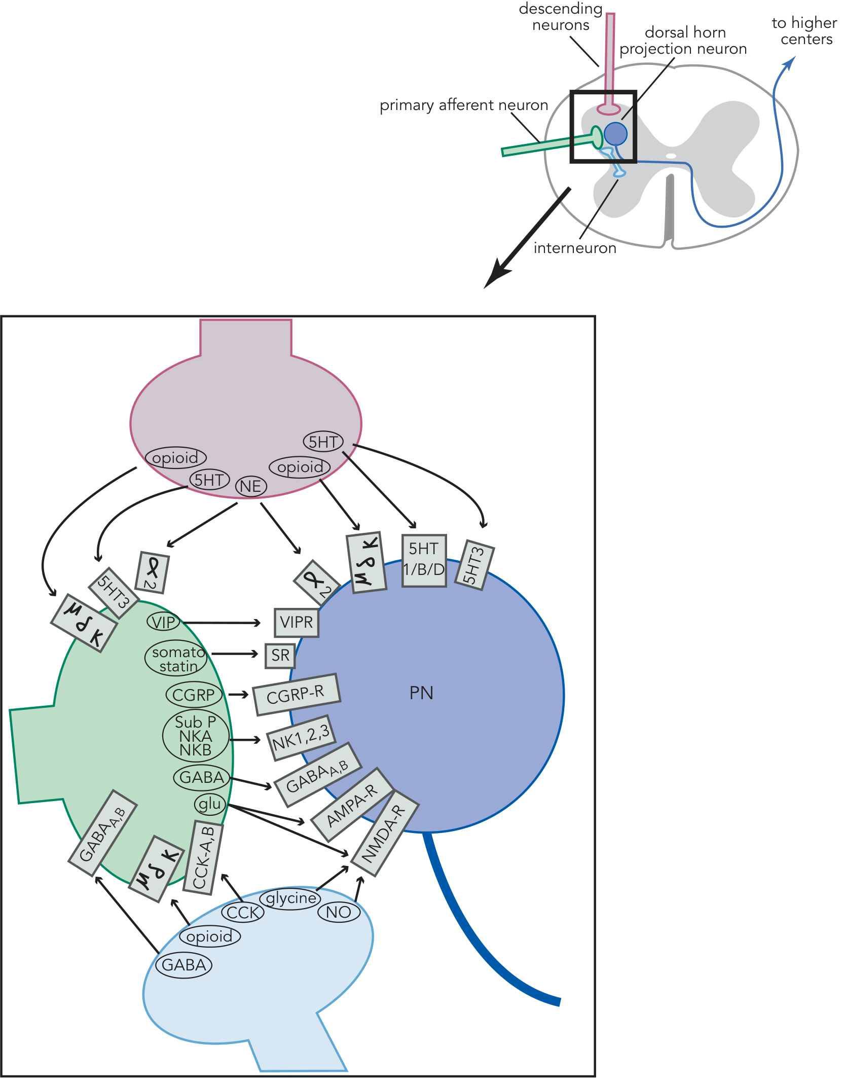 Dorsal horn neurotransmitter interactions showing primary afferent, interneuron, projection neuron, and descending neuron