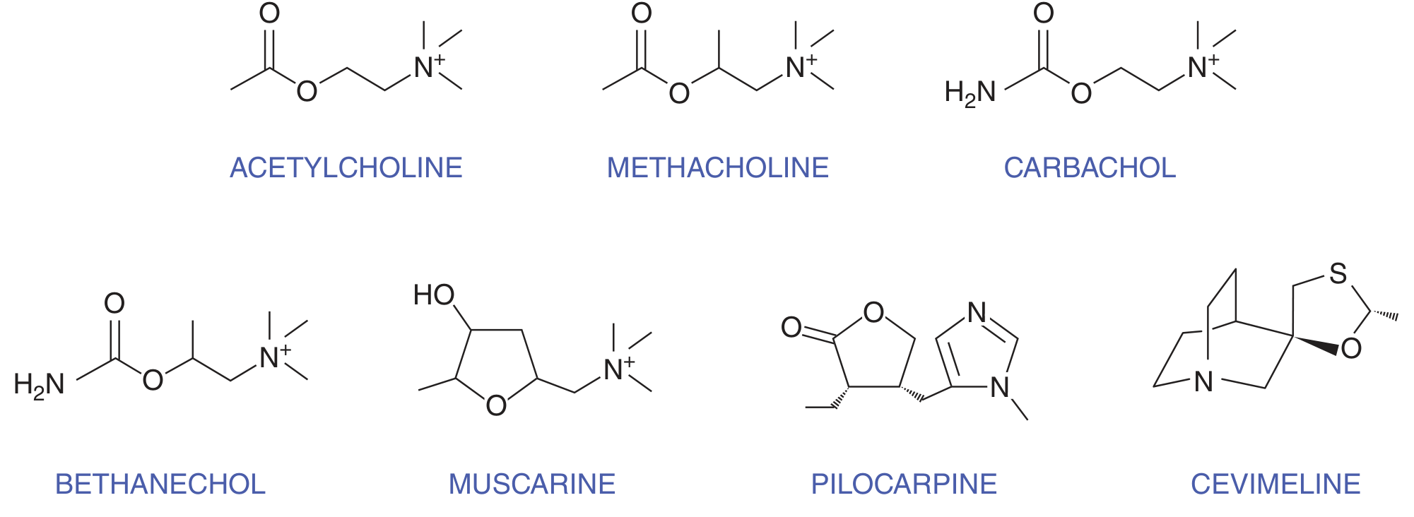 Structural formulas of ACh choline esters and natural alkaloids that stimulate muscarinic receptors