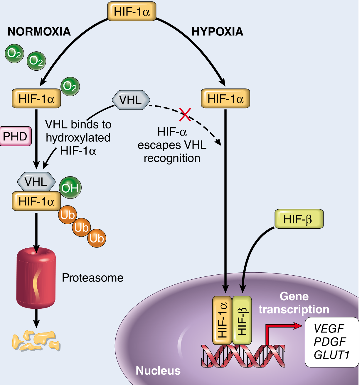 VHL-HIF pathway diagram