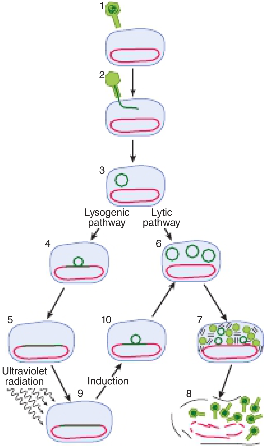 Alternate lytic and lysogenic lifestyles of bacteriophage lambda