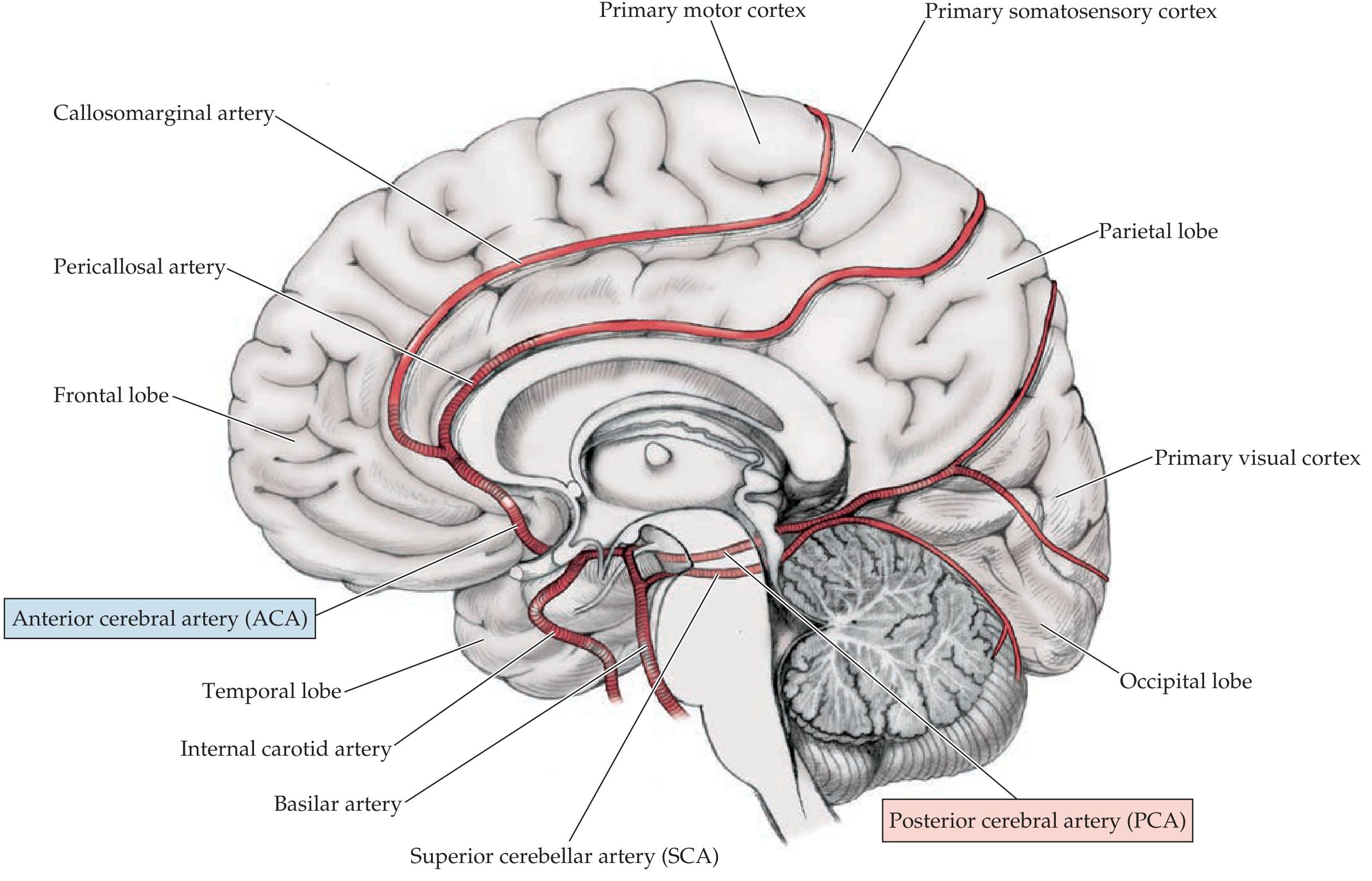 ACA and PCA course on medial brain surface showing pericallosal and callosomarginal arteries