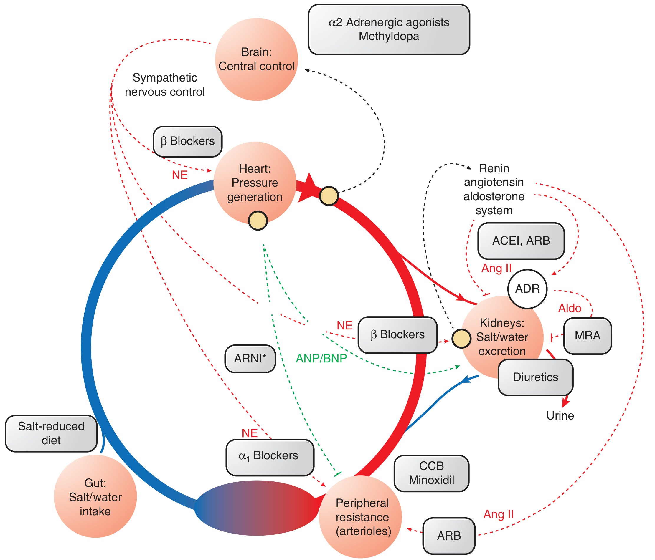 BP regulation and antihypertensive drug targets
