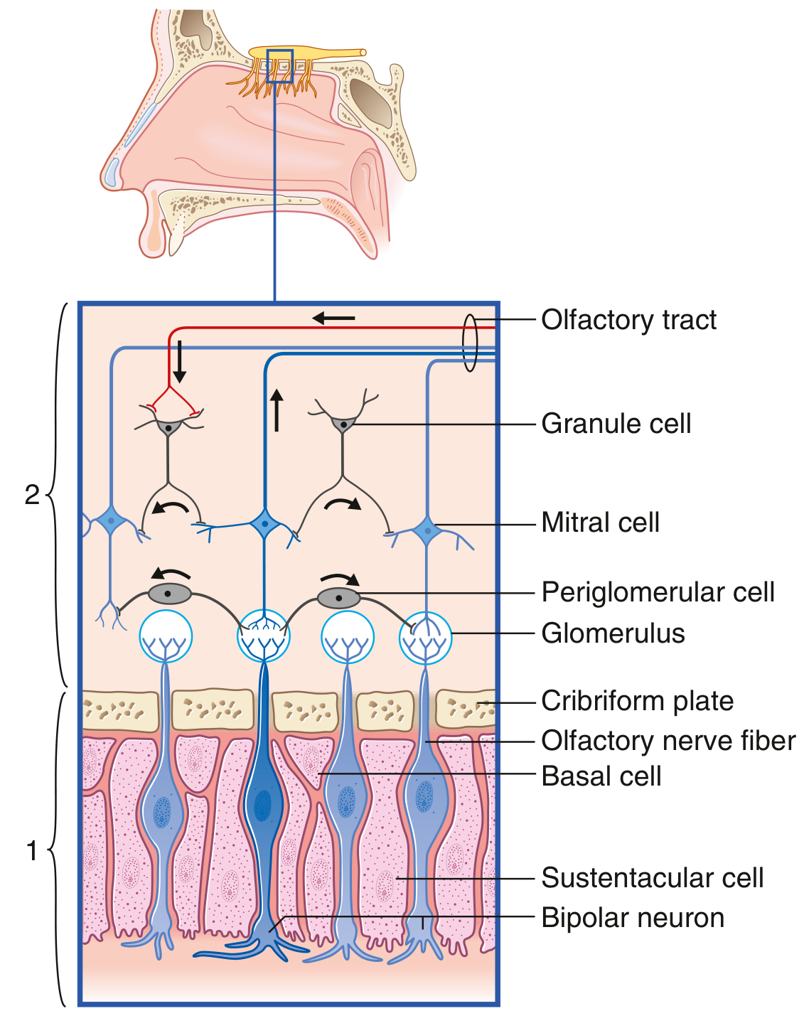 Olfactory epithelium cellular connections showing bipolar neurons, sustentacular cells, basal cells, cribriform plate, glomeruli, mitral cells, granule cells, and the olfactory tract