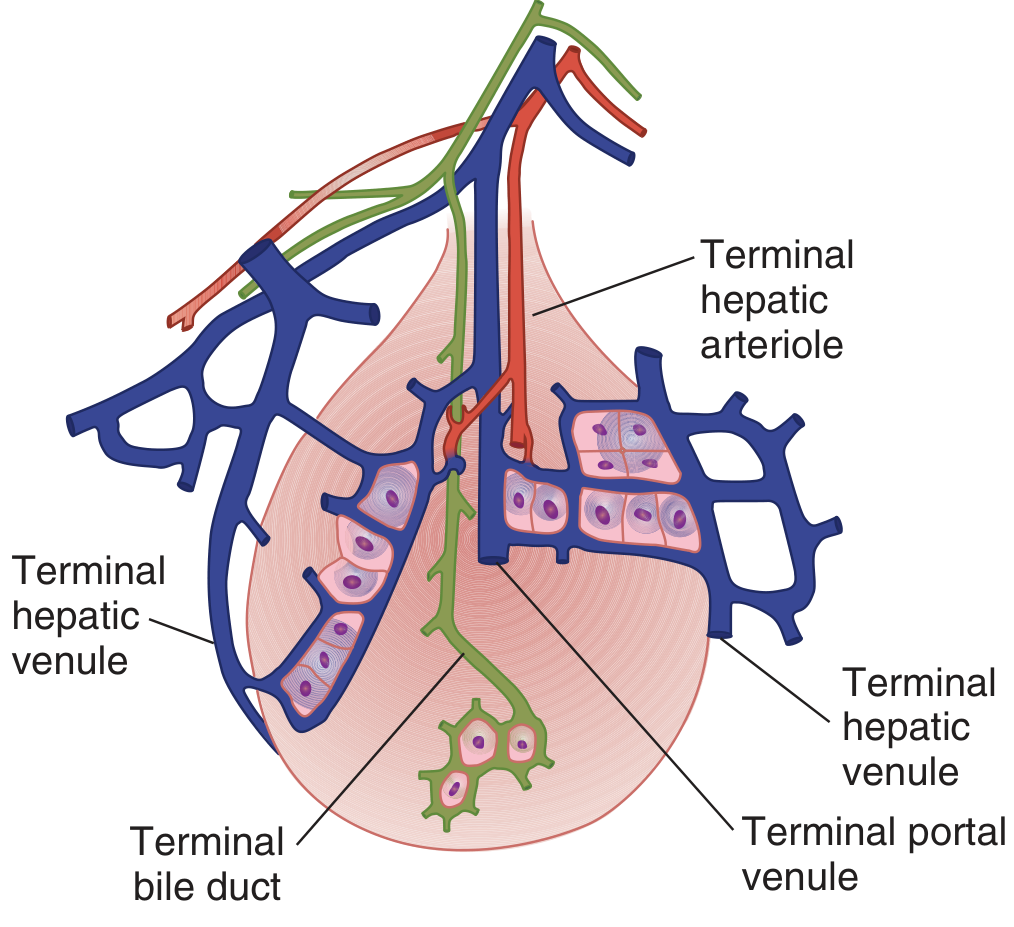 Hepatic acinus showing terminal portal venule, hepatic arteriole, bile duct, and sinusoids draining to terminal hepatic venules