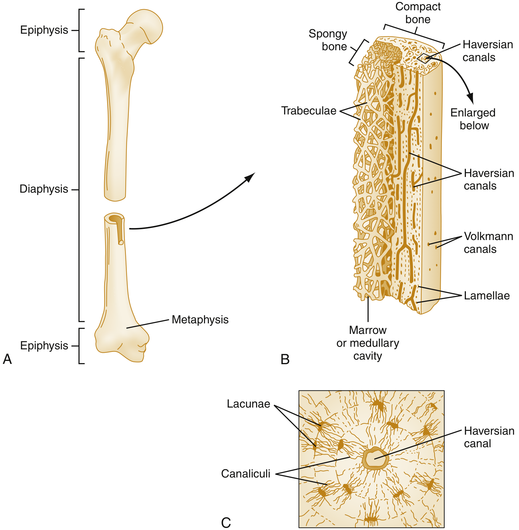 Long bone structure showing diaphysis, epiphysis, metaphysis, and microscopic detail