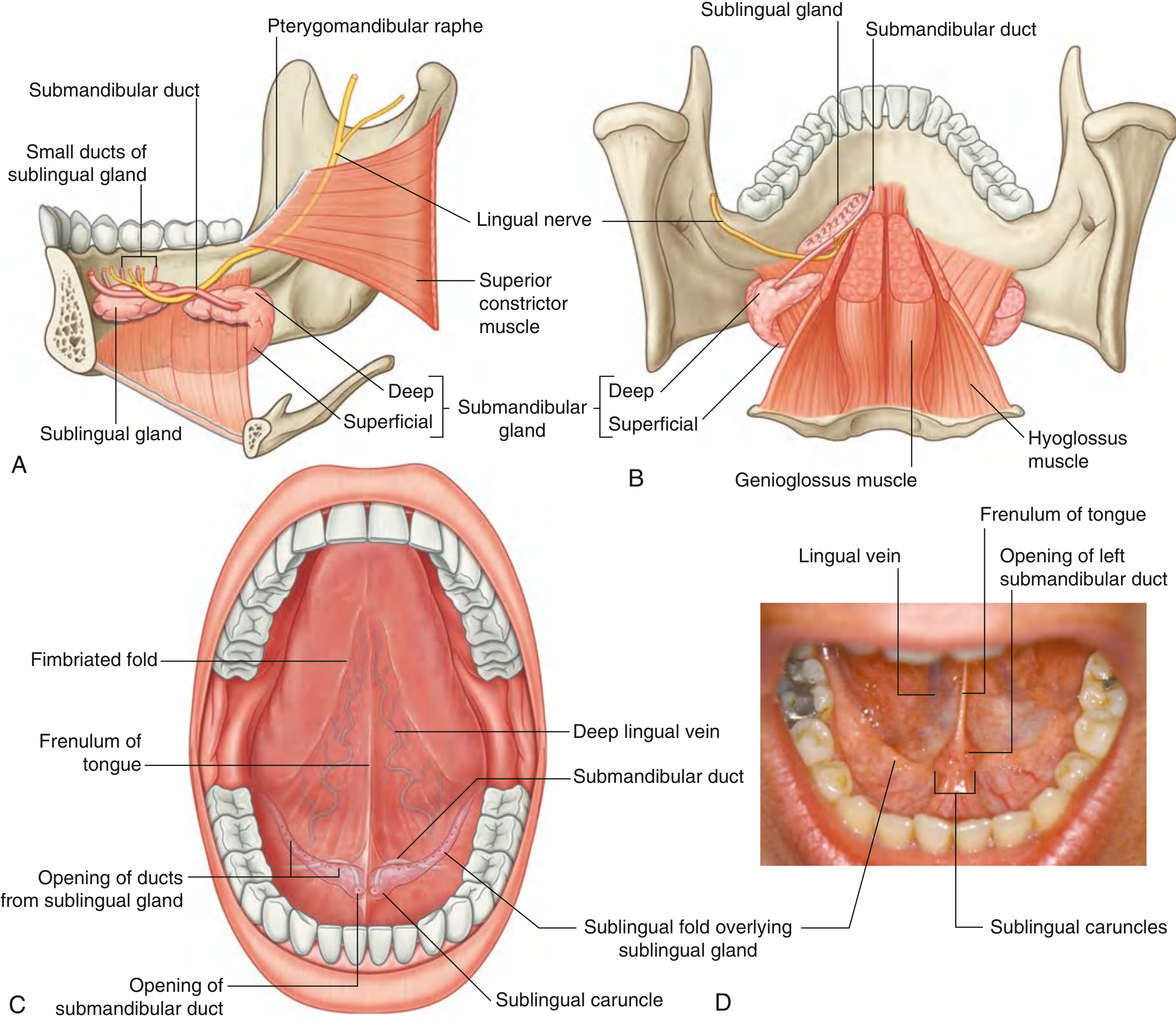 Submandibular and Sublingual Glands - Gray's Anatomy for Students