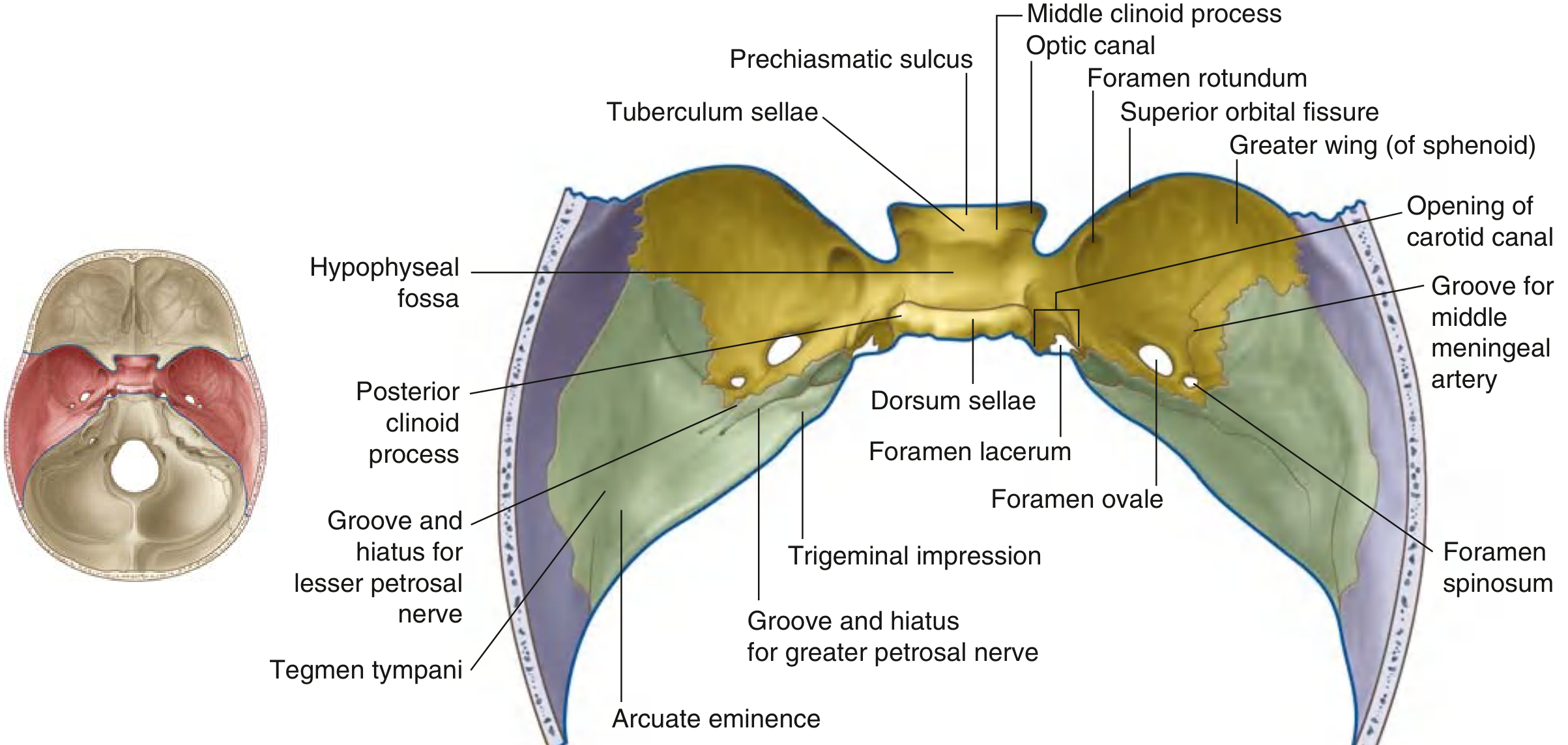 Middle cranial fossa — detailed labeled diagram showing sella turcica, optic canals, foramina rotundum/ovale/spinosum, carotid canal, tegmen tympani