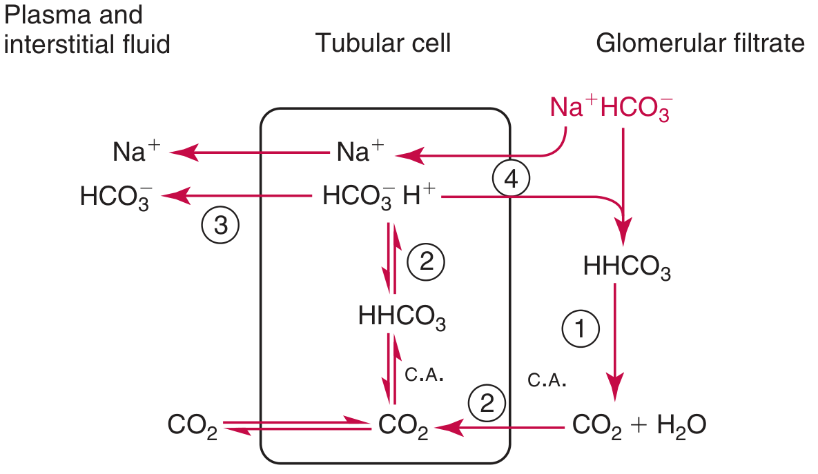 Bicarbonate reclamation by tubular cells showing Na+/H+ exchange, carbonic anhydrase reactions, and CO2 movement