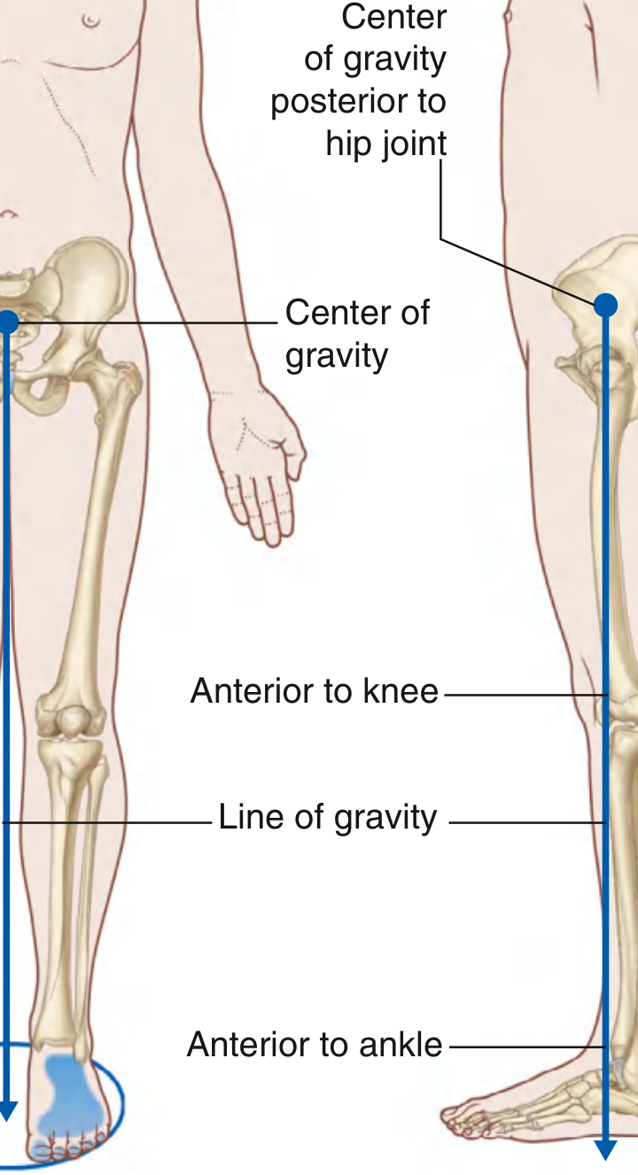 Line of gravity and center of gravity in relation to the lower limbs