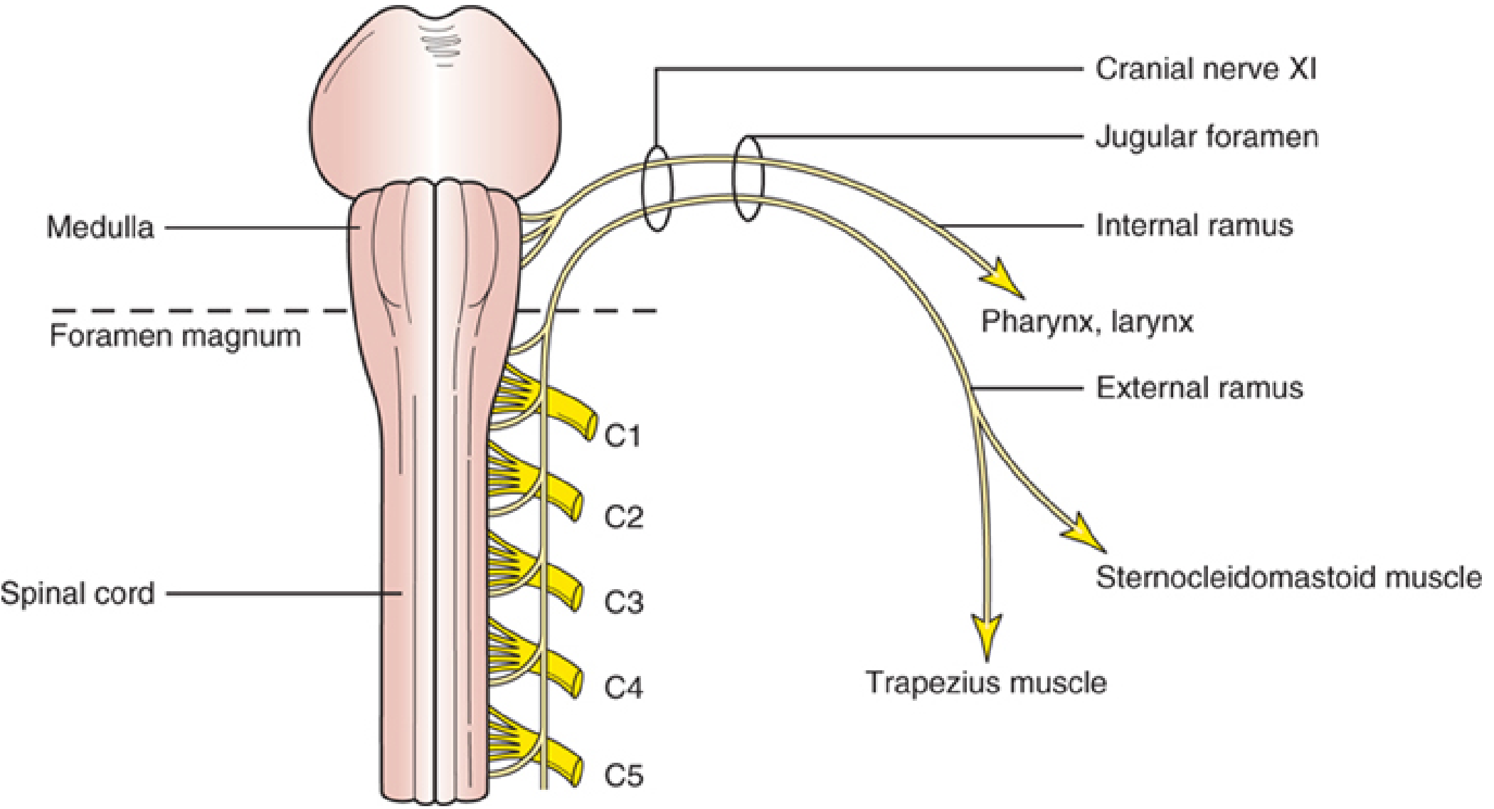 Anatomy of the Spinal Accessory Nerve (CN XI)
