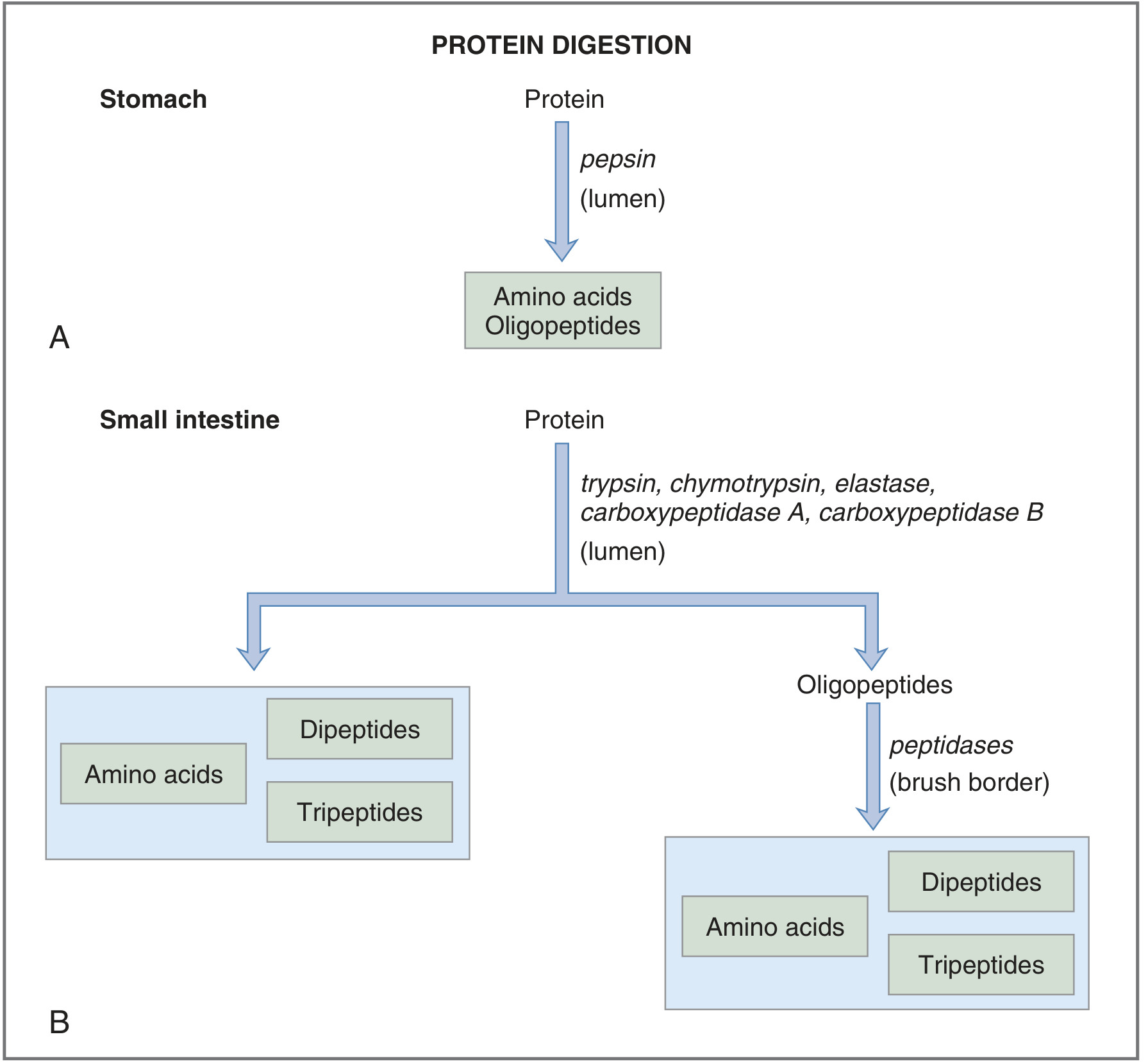 Protein digestion in stomach and small intestine