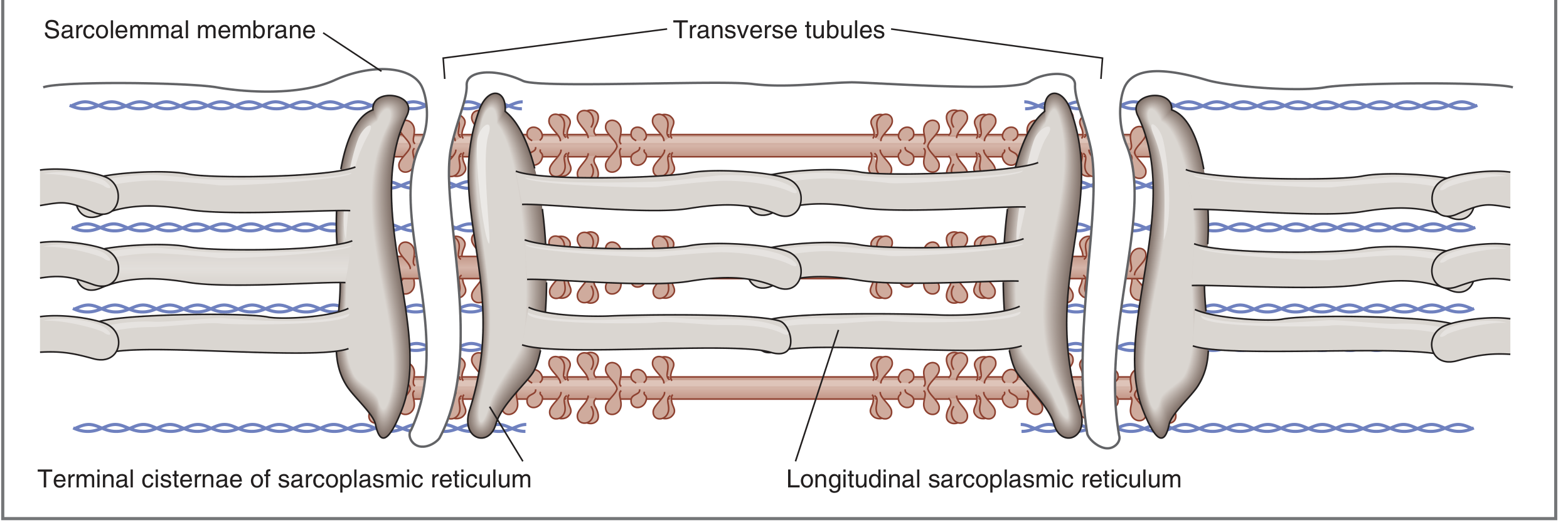 T-tubules and sarcoplasmic reticulum of skeletal muscle