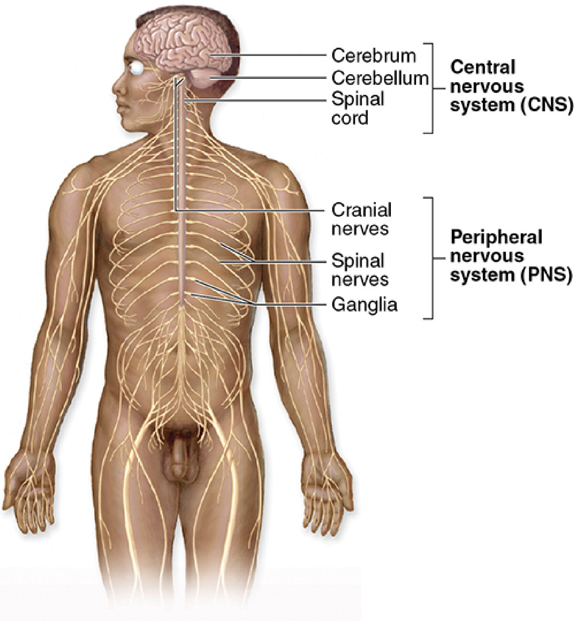Anatomical diagram of the nervous system showing the CNS (cerebrum, cerebellum, spinal cord) and PNS (cranial nerves, spinal nerves, ganglia)