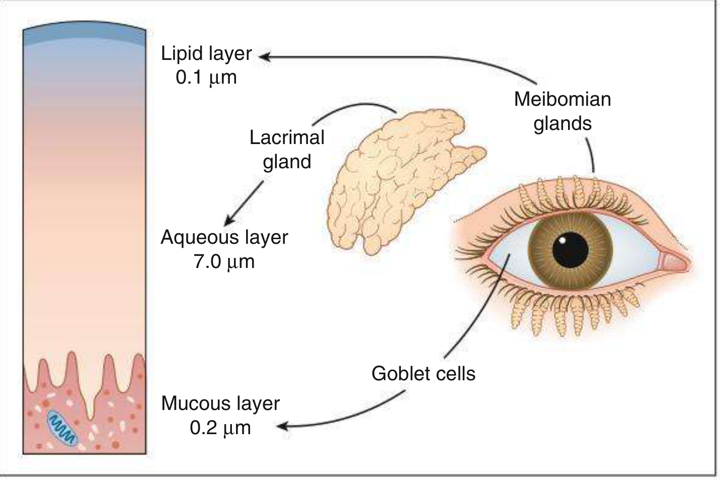 Three-layer structure of the tear film showing lipid (0.1 μm), aqueous (7.0 μm), and mucous (0.2 μm) layers, with their secreting glands