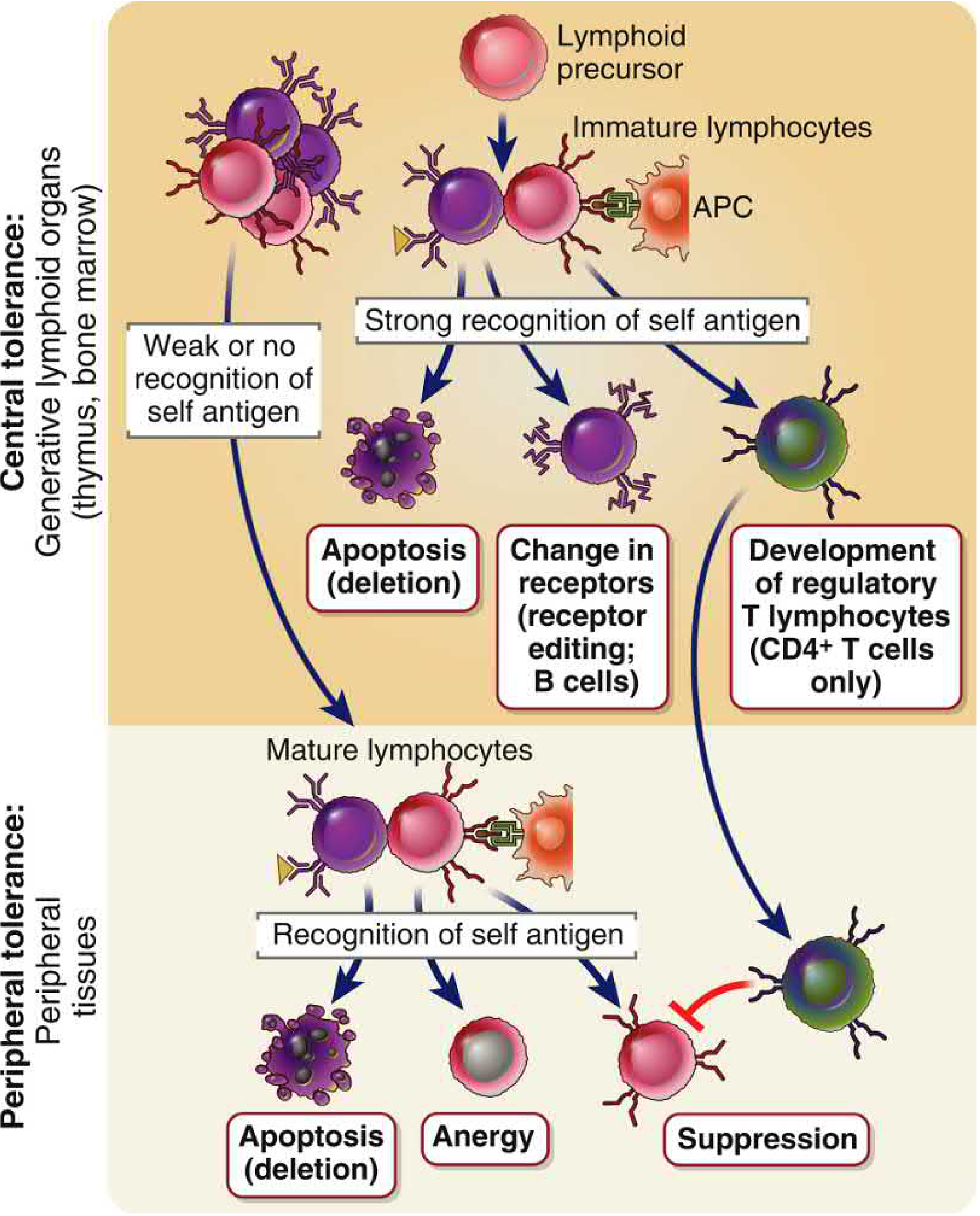Central and peripheral tolerance diagram