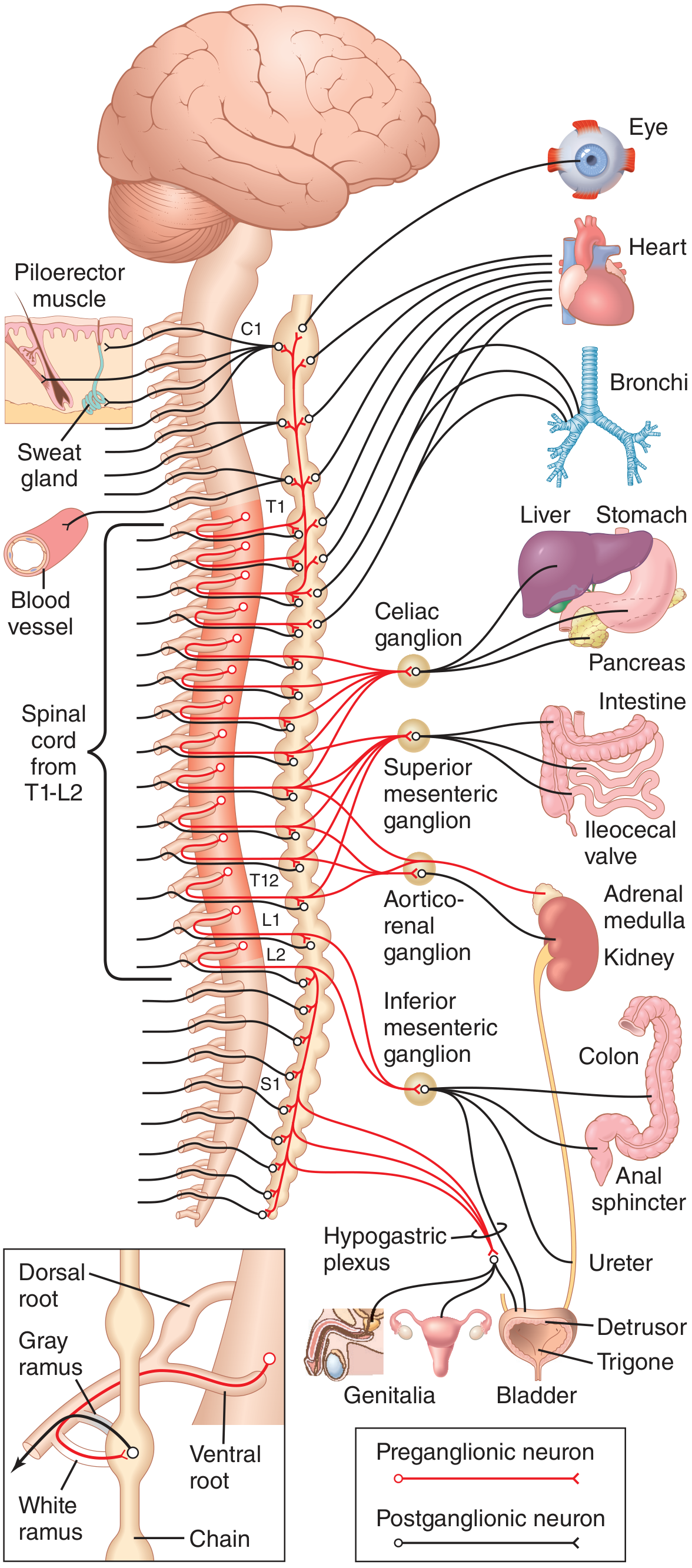 Sympathetic Nervous System