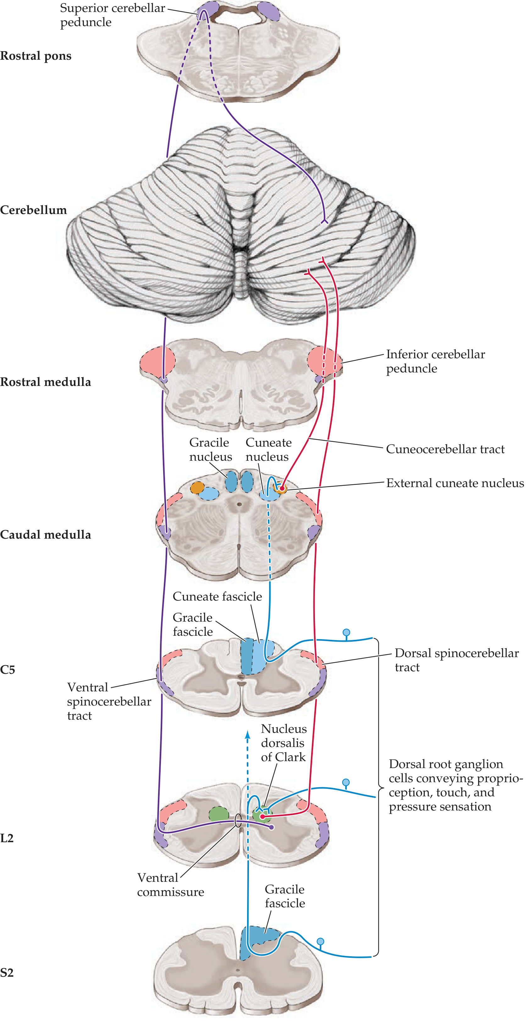 Detailed spinocerebellar tract diagram showing dorsal, ventral, and cuneocerebellar pathways from S2 through medulla to cerebellum, with nucleus dorsalis of Clark and external cuneate nucleus labeled