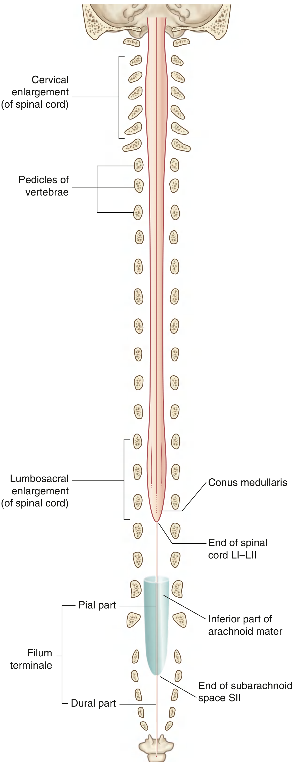 Spinal Cord - Poora Structure