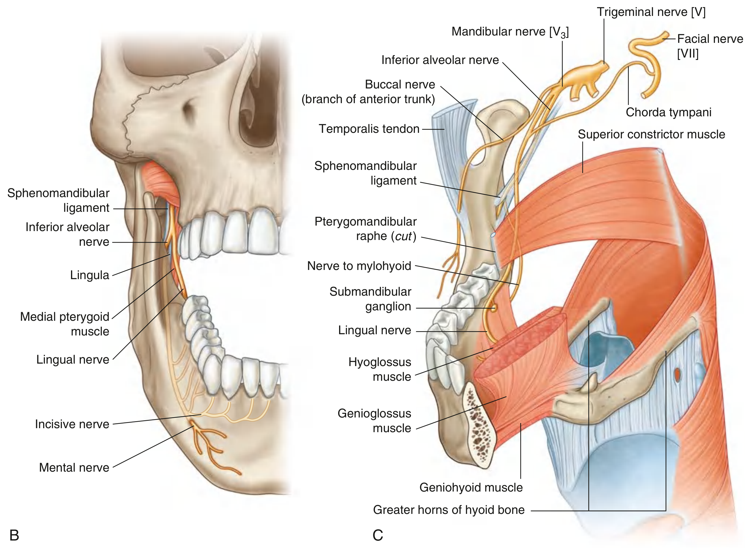 Diagram of the mandibular nerve (V3) showing the inferior alveolar nerve, lingual nerve, buccal nerve, and chorda tympani connections in the infratemporal fossa