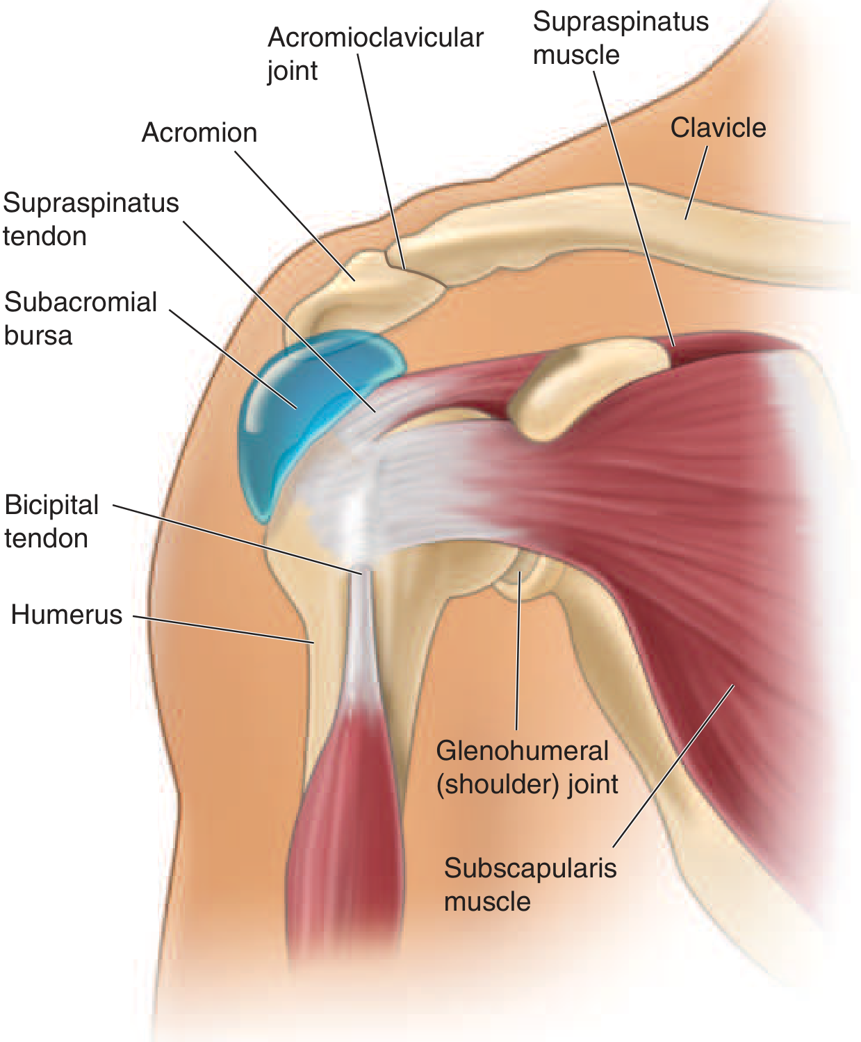 Shoulder anatomy - key structures involved in shoulder pain