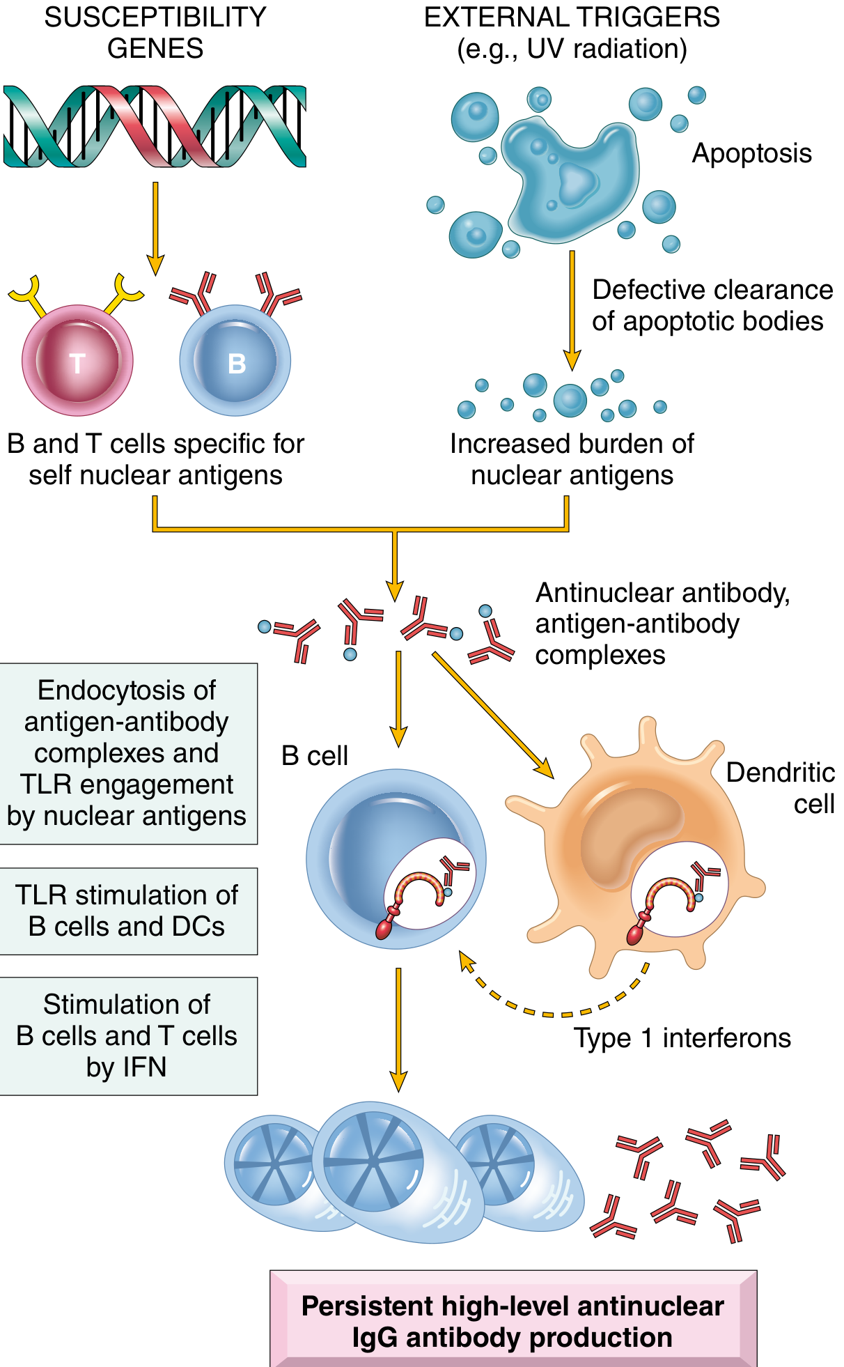 Model for the pathogenesis of SLE - susceptibility genes and external triggers leading to persistent antinuclear antibody production
