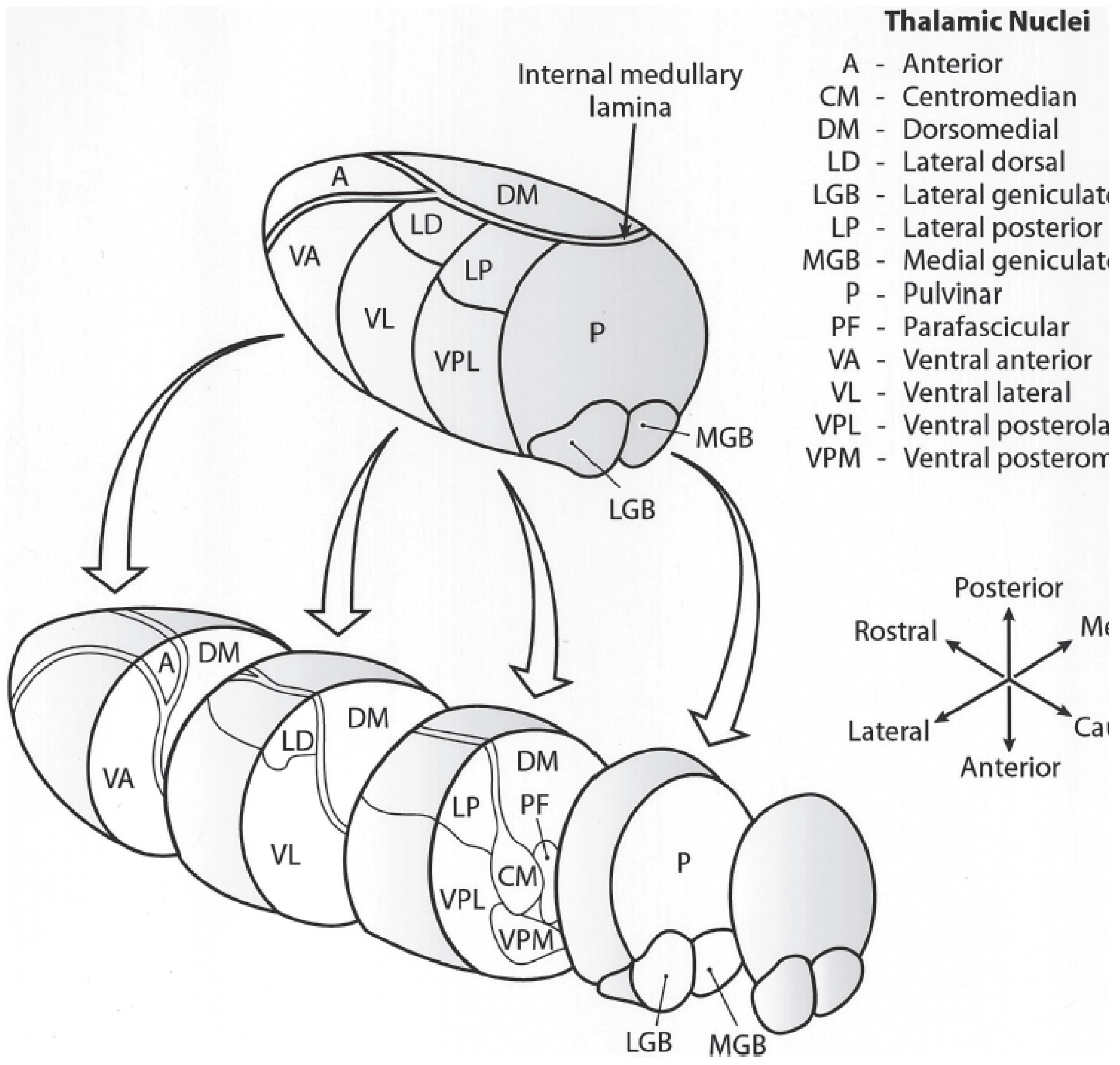 Expanded view of the dorsal thalamus showing thalamic nuclei organization with labeled abbreviations A, DM, LD, LP, VL, VA, VPL, VPM, P, LGB, MGB, CM, PF