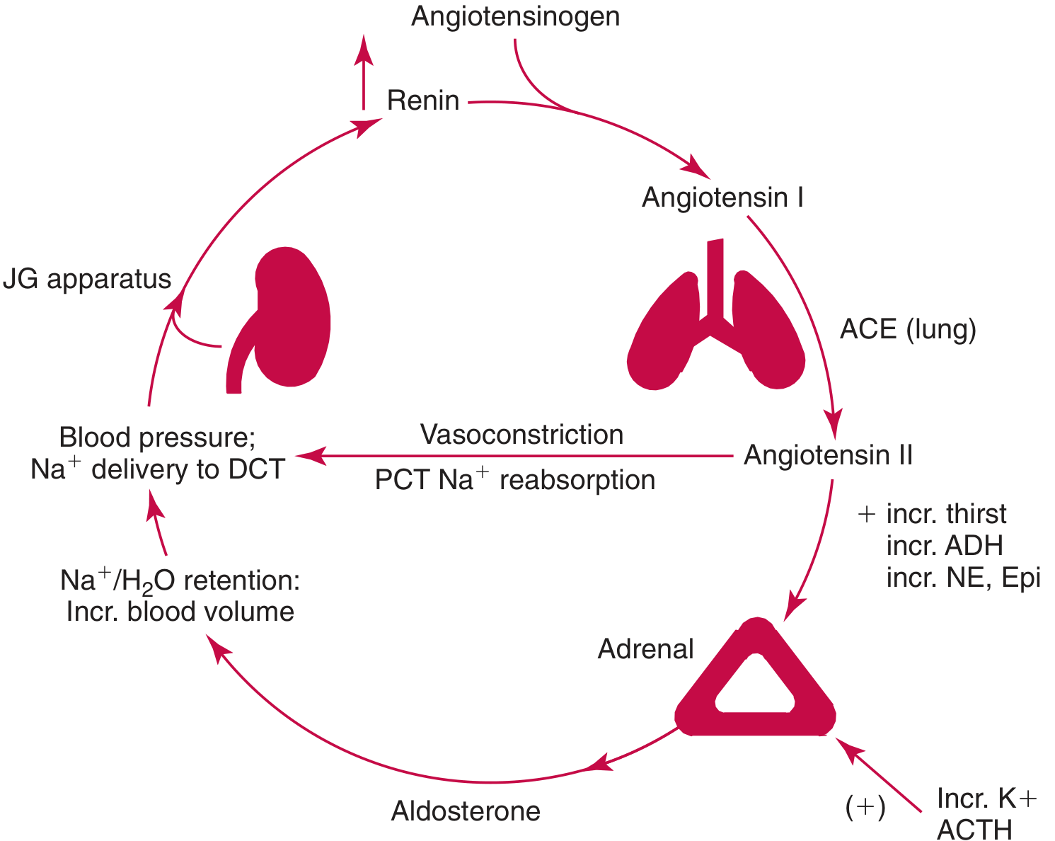 RAAS Cycle - Tietz Textbook