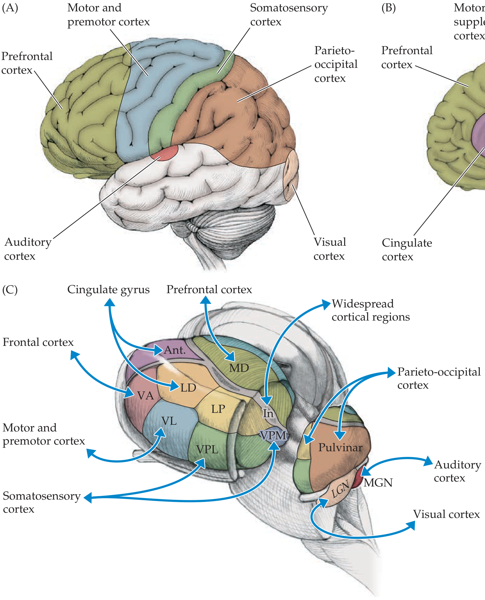 Thalamic nuclei cortical outputs - VA/VL to motor cortex, VPL/VPM to somatosensory cortex, LGN to visual cortex, MGN to auditory cortex, Anterior to cingulate gyrus, MD to prefrontal cortex, Pulvinar to parieto-occipital cortex