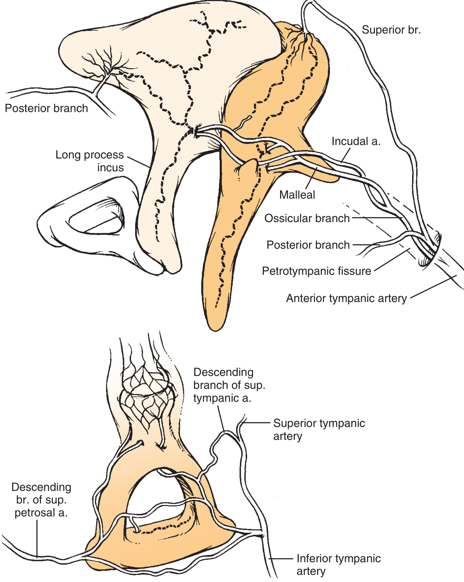 Blood supply of the middle ear ossicles showing anterior tympanic artery, superior tympanic artery, inferior tympanic artery, and their branches
