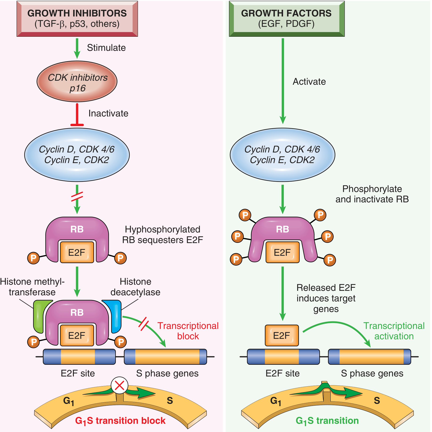 RB cell cycle diagram