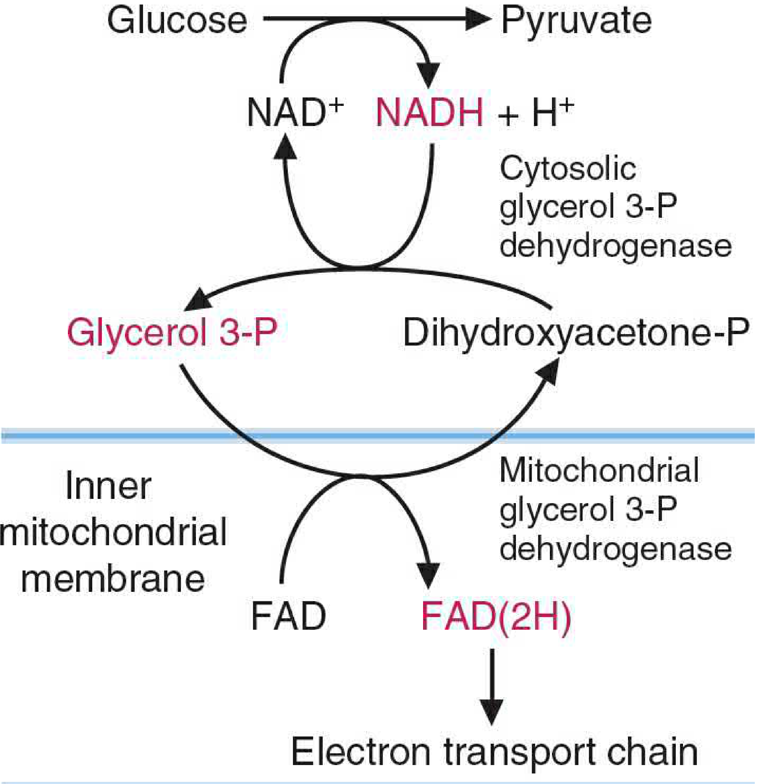 Glycerol 3-phosphate shuttle diagram
