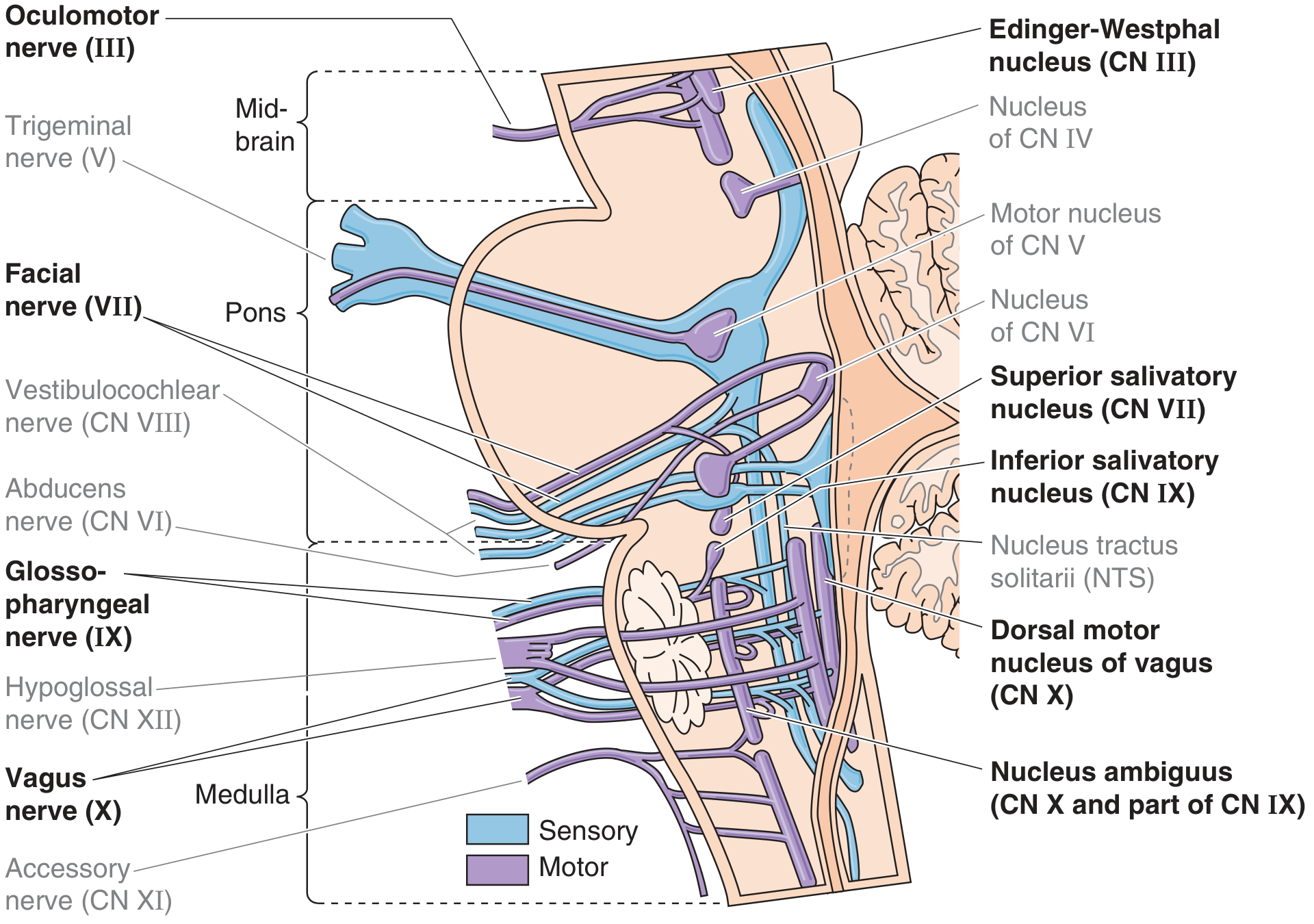 Brainstem nuclei of preganglionic parasympathetic neurons - Edinger-Westphal (CN III), Superior salivatory (CN VII), Inferior salivatory (CN IX), Dorsal motor nucleus of vagus and Nucleus ambiguus (CN X)