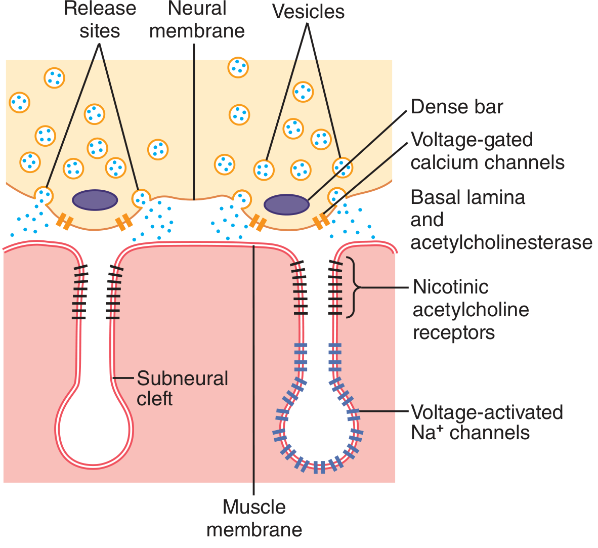 Figure 7.2 - Release of acetylcholine at neuromuscular junction showing neural membrane, vesicles, release sites, dense bars, voltage-gated calcium channels, basal lamina with acetylcholinesterase, nicotinic ACh receptors, subneural clefts, voltage-activated Na+ channels, and muscle membrane