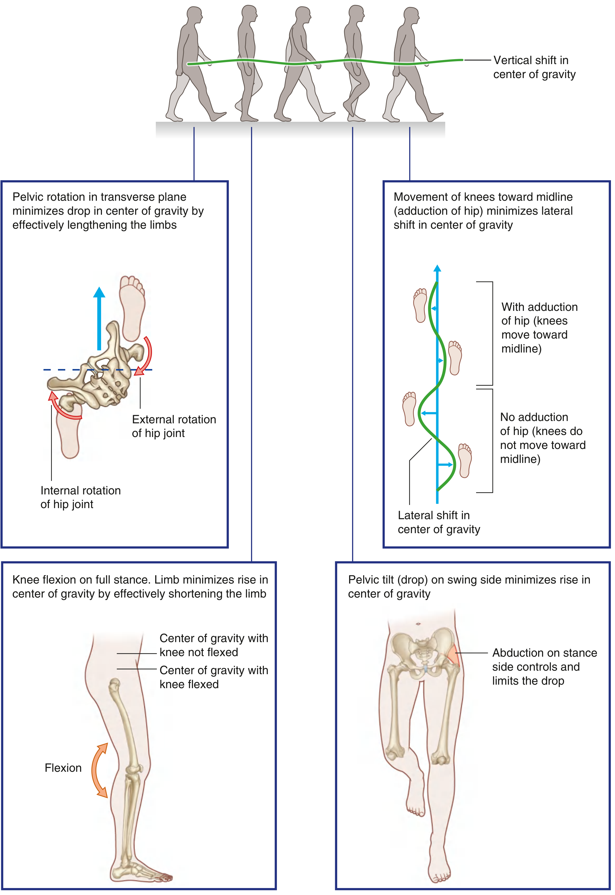 Determinants of Gait diagram showing pelvic rotation, pelvic tilt, knee flexion, and lateral shift