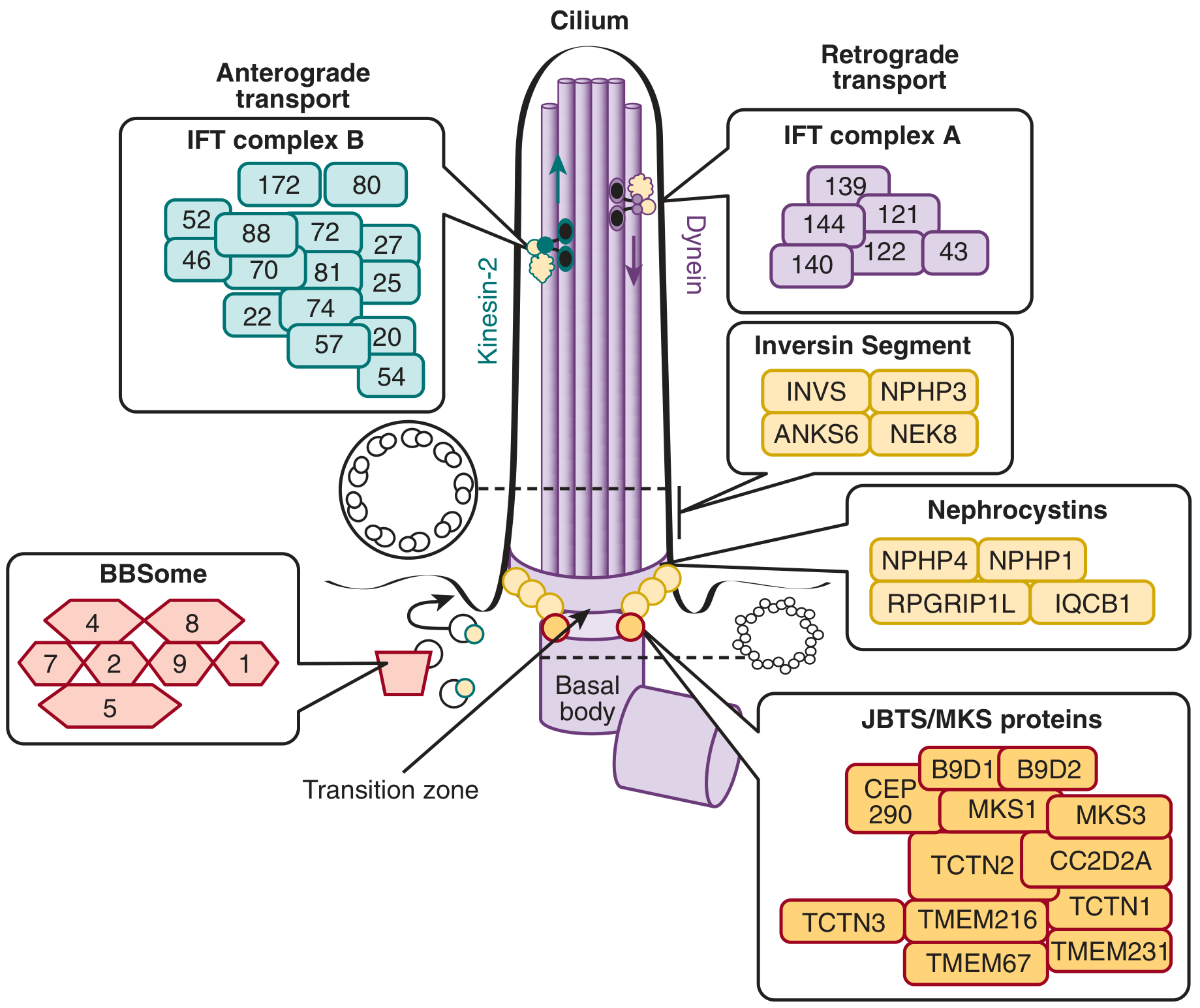 Structure of the primary cilium showing localization of cilioprotein complexes (Brenner & Rector)