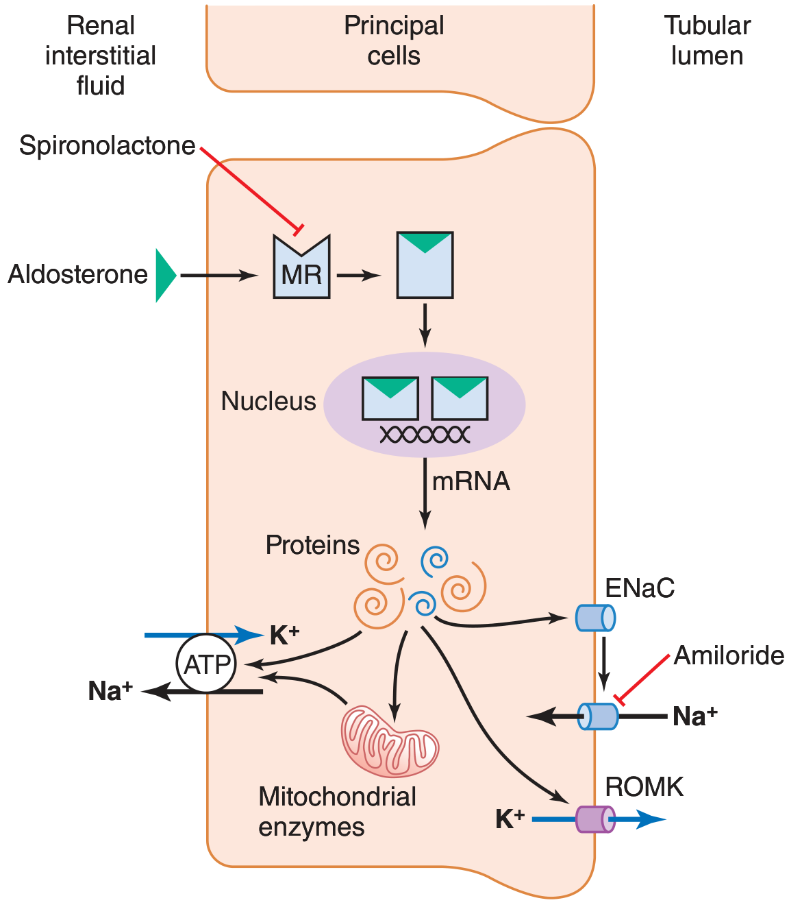 Aldosterone mechanism of action in principal cells of renal tubule from Guyton & Hall