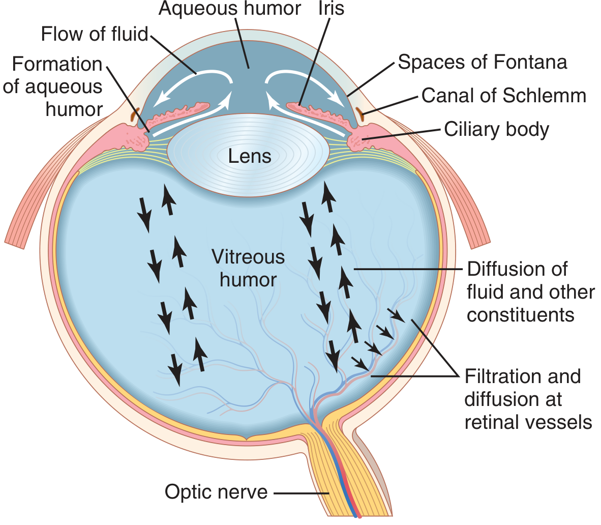 Formation and flow of aqueous humour in the eye