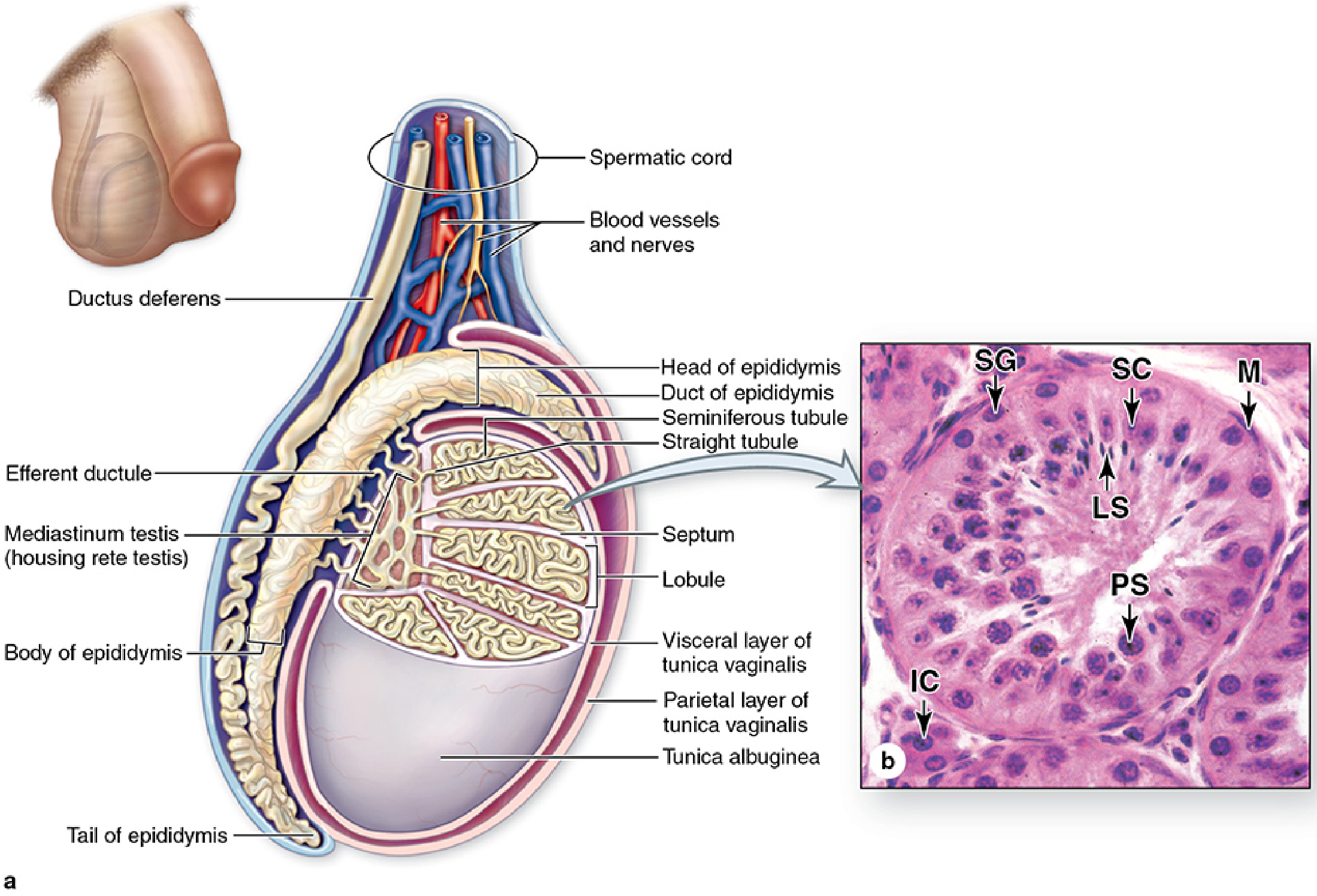 Testis anatomy and seminiferous tubule cross-section