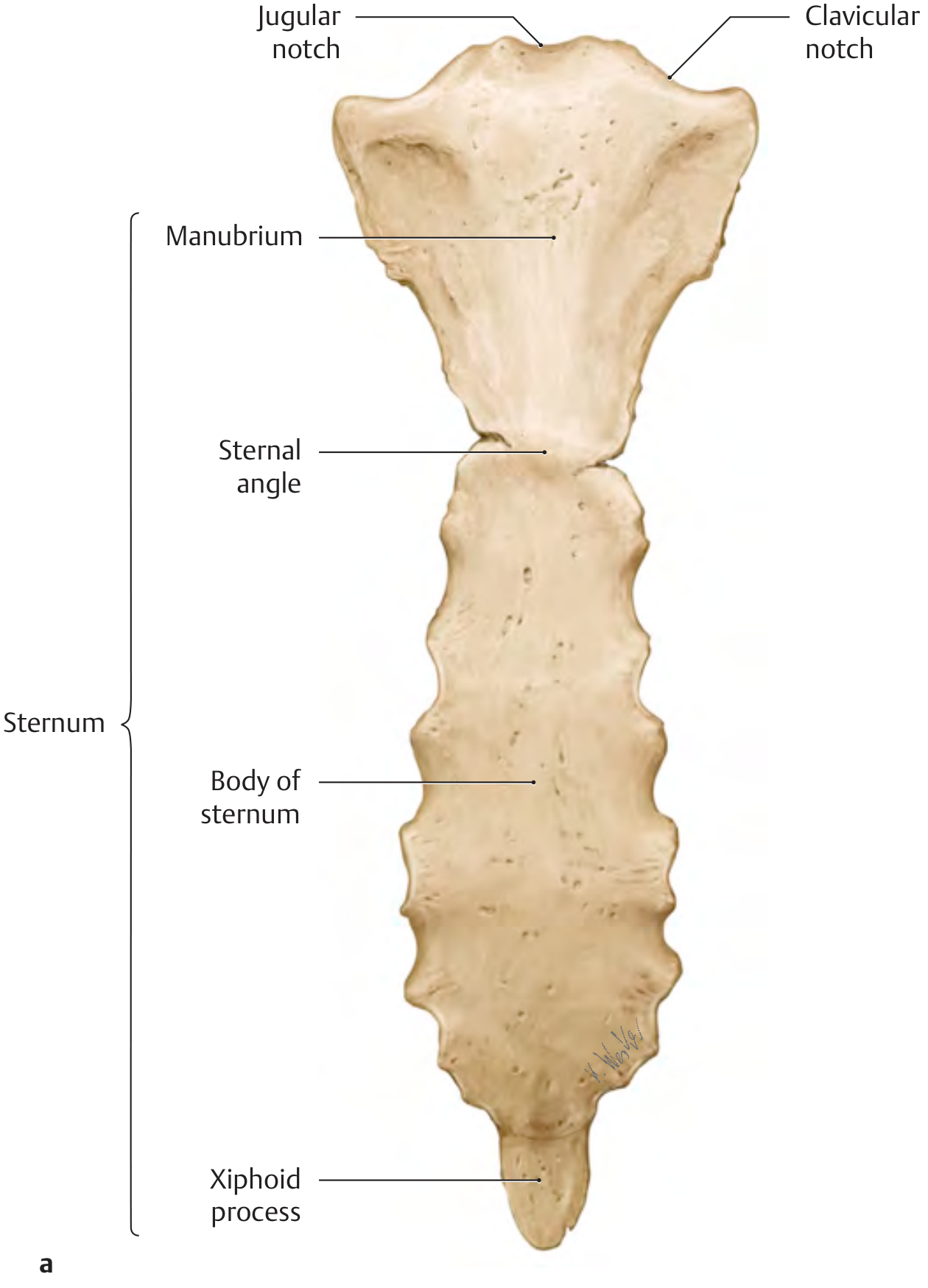 The sternum - anterior view showing manubrium, sternal angle, body, and xiphoid process
