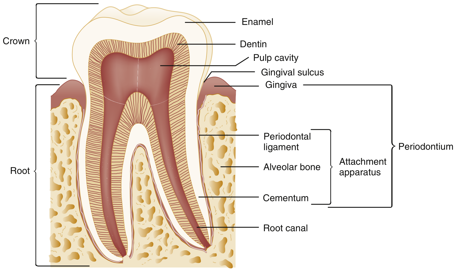 Anatomy of the Tooth and Associated Attachment Apparatus