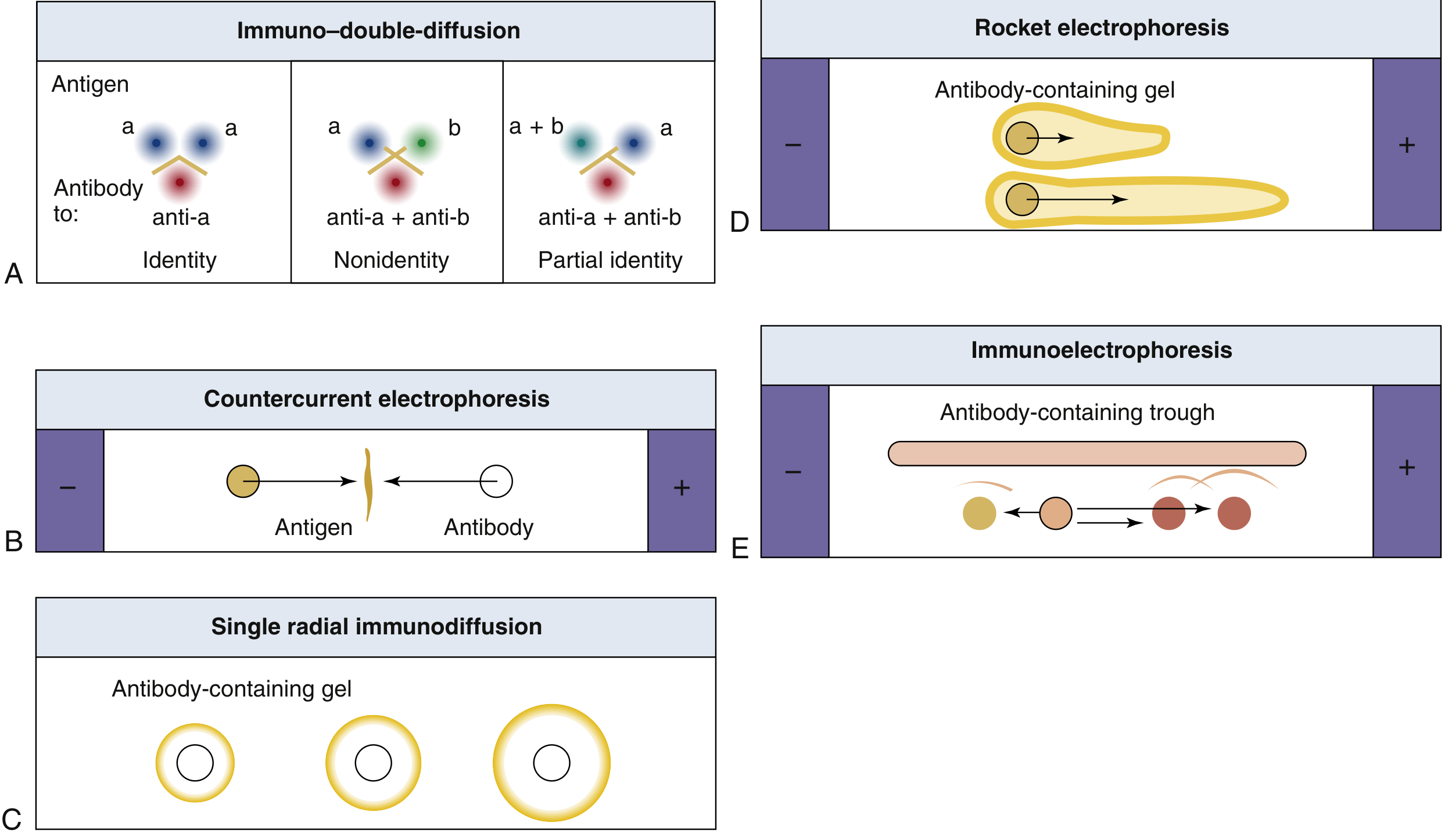 Immunoprecipitation techniques - Ouchterlony, Countercurrent electrophoresis, Single radial immunodiffusion, Rocket electrophoresis, Immunoelectrophoresis