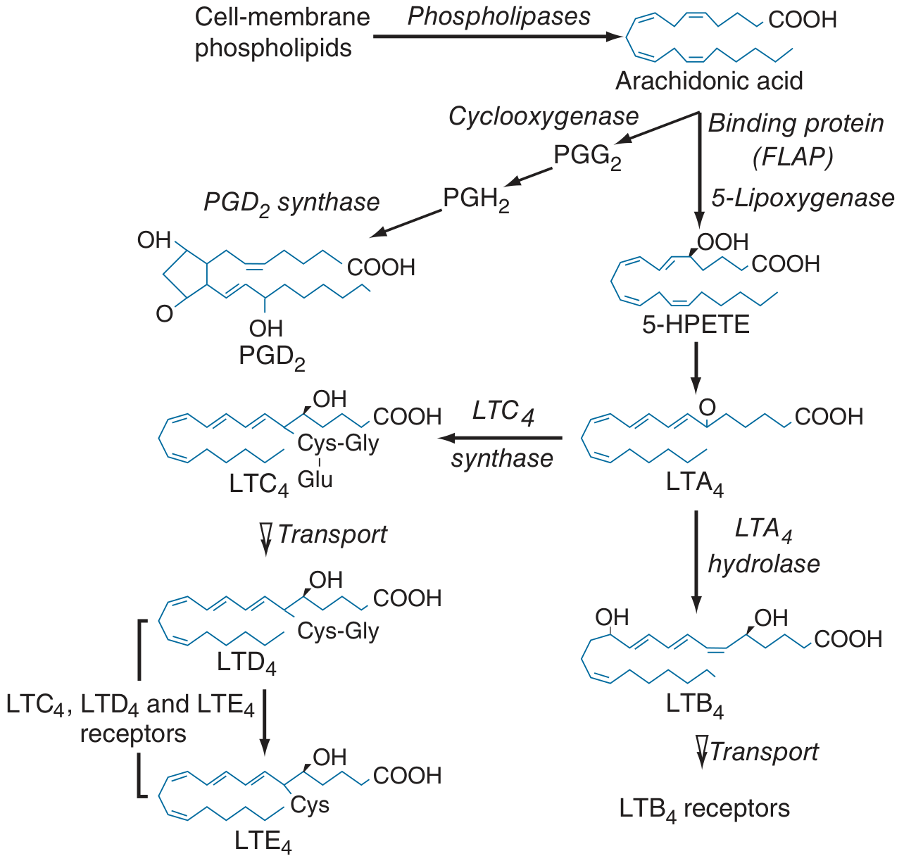 Leukotriene biosynthesis pathway from arachidonic acid via 5-lipoxygenase/FLAP to LTC4, LTD4, LTE4 and LTB4, and cyclooxygenase to PGD2