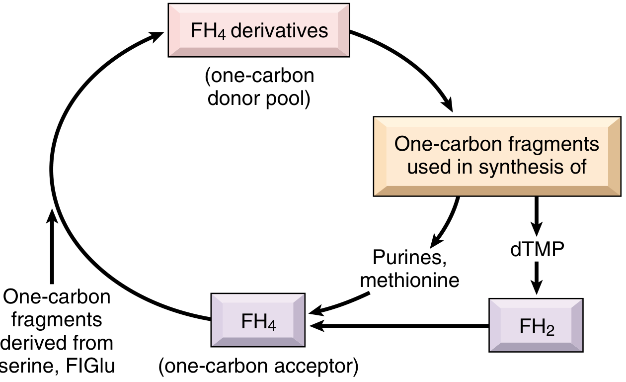 Folate cycle diagram showing FH4 derivatives as one-carbon donor pool for purine synthesis, dTMP, and methionine