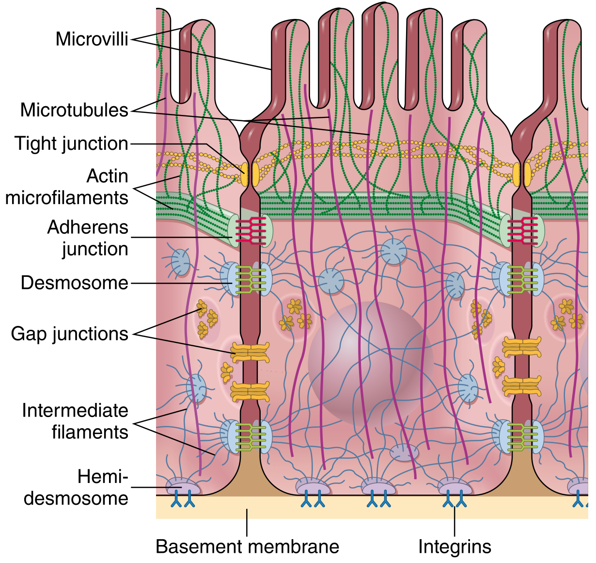 Fig. 1.9 — Cell junction types from Robbins & Cotran: tight junction (apical), adherens junction, desmosome, gap junction (lateral), and hemidesmosome (basal) with integrins anchoring to basement membrane