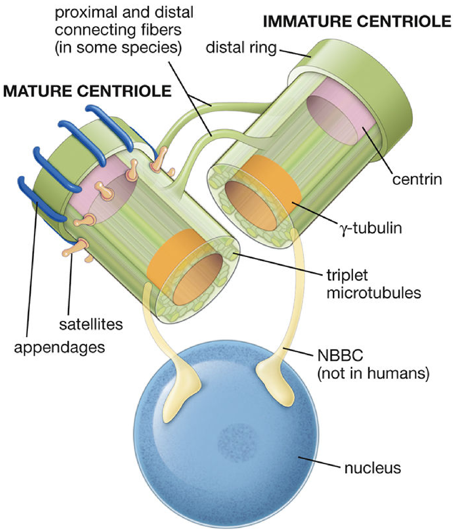 Mature vs immature centriole: the mature centriole (left) bears blue appendages and orange satellites; the immature centriole (right) lacks them. Both contain triplet microtubules, γ-tubulin (proximal lumen), and centrin (distal lumen).