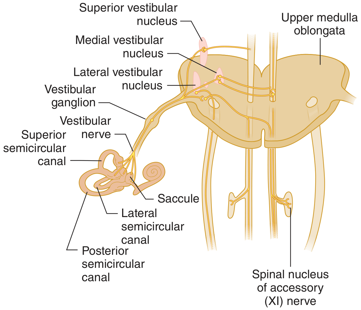 Vestibular innervation diagram showing semicircular canals, vestibular ganglion, vestibular nerve and nuclei in the brainstem
