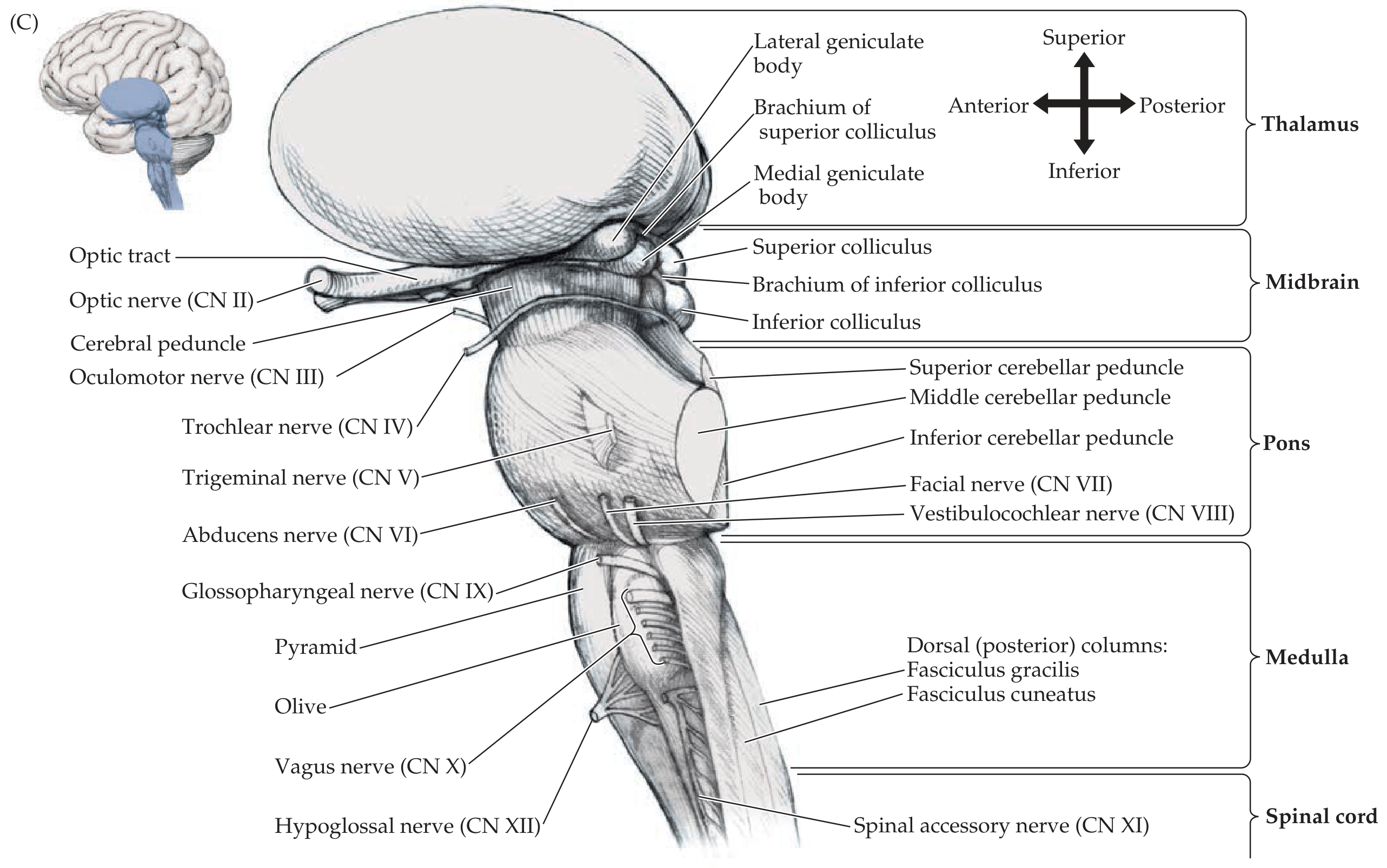Brainstem lateral view showing pons and medulla where fourth ventricle lies