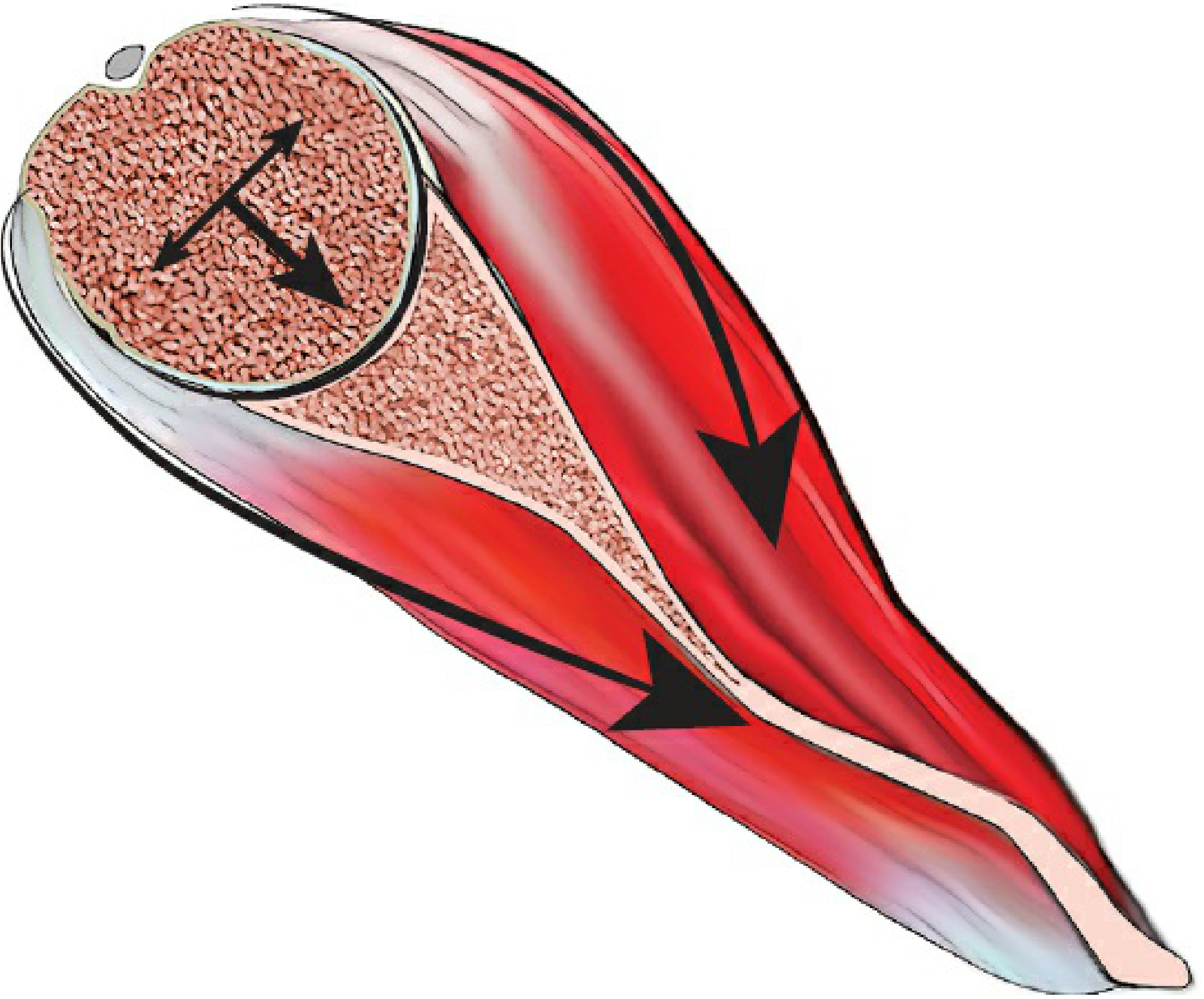 Concavity-compression mechanism - rotator cuff compressing humeral head into glenoid (Rockwood & Green's Fig. 35-29)